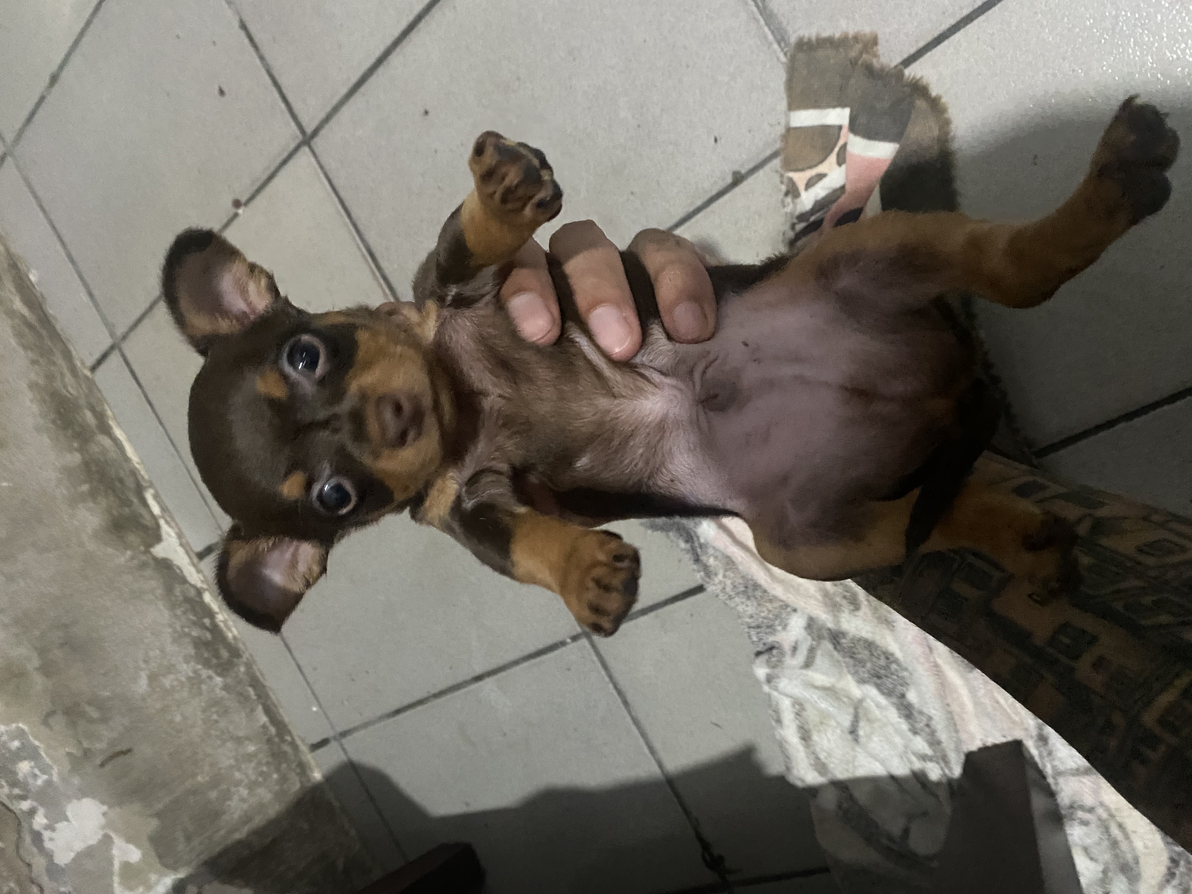 Portal Vendocão Filhote de Pinscher 0 São Paulo 