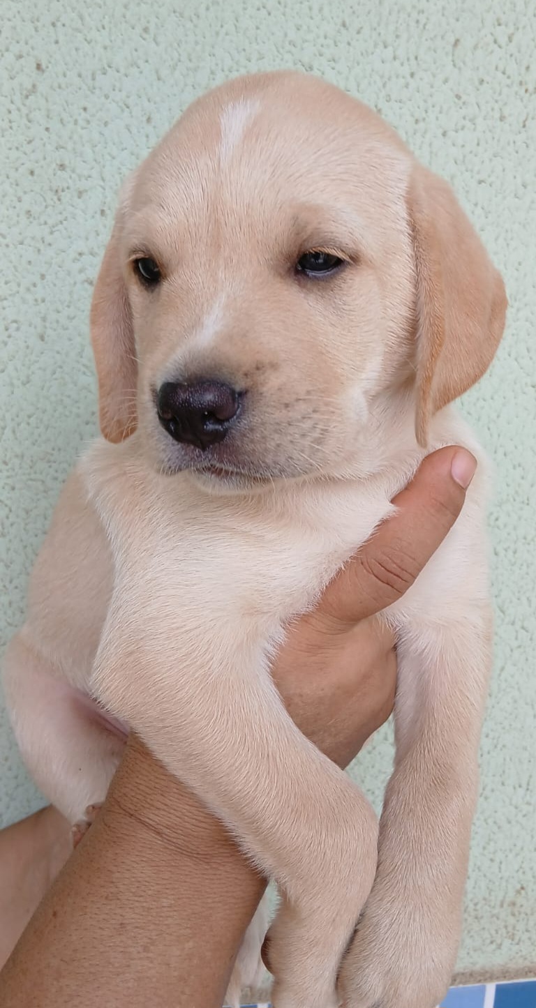 Portal Vendocão Labrador 45 dias Trindade