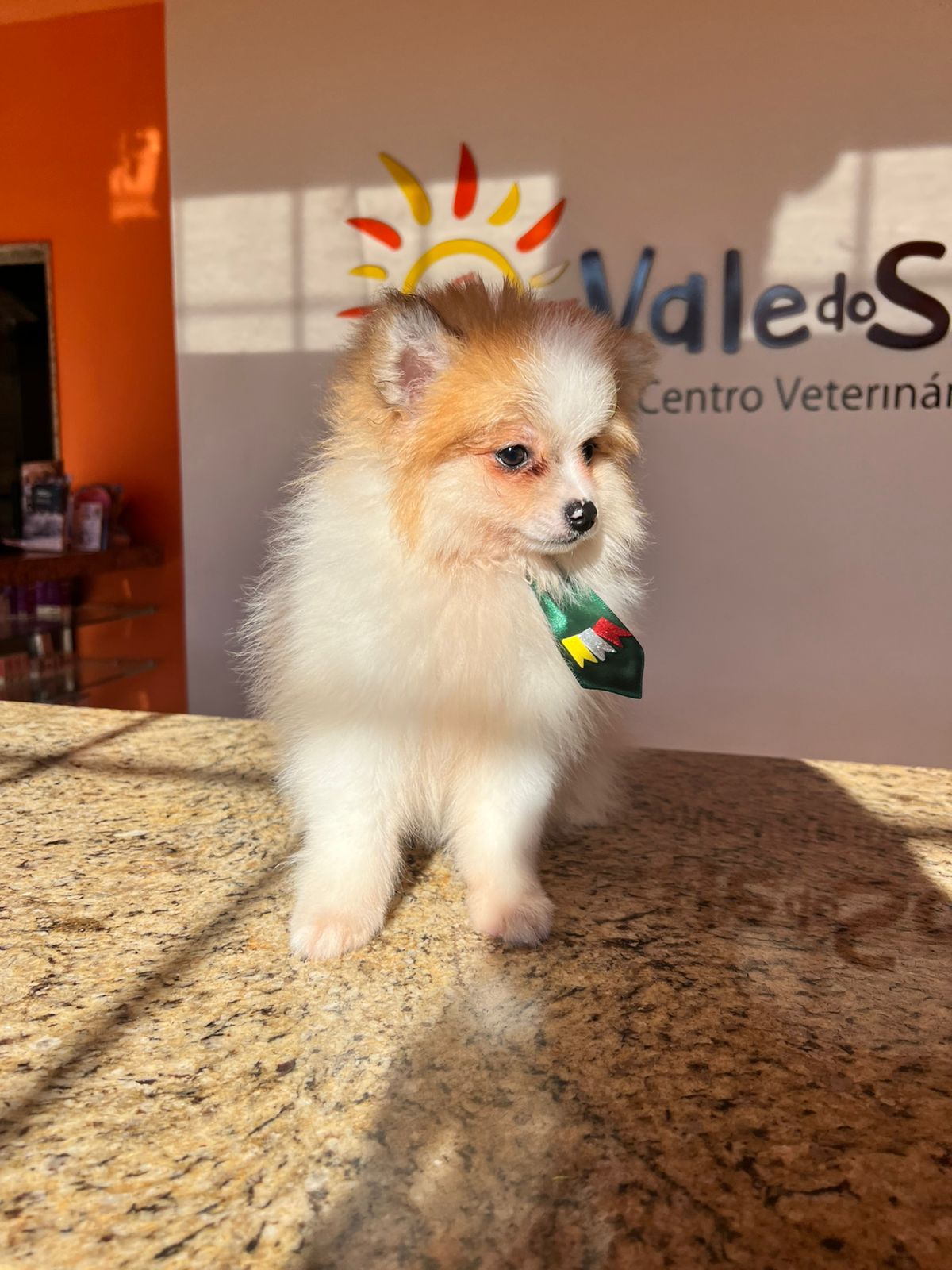Filhote de Lulu da Pomerânia – 2 Meses de Pura Fofura por R$ 2.500!