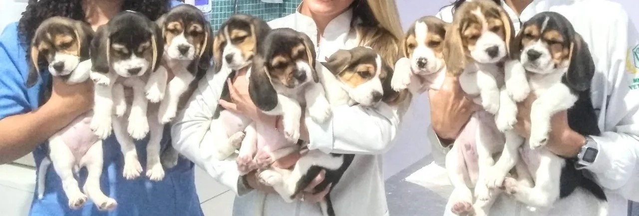 Portal Vendocão Lindos filhotes de beagle tricolores com pedigree Rio das Ostras