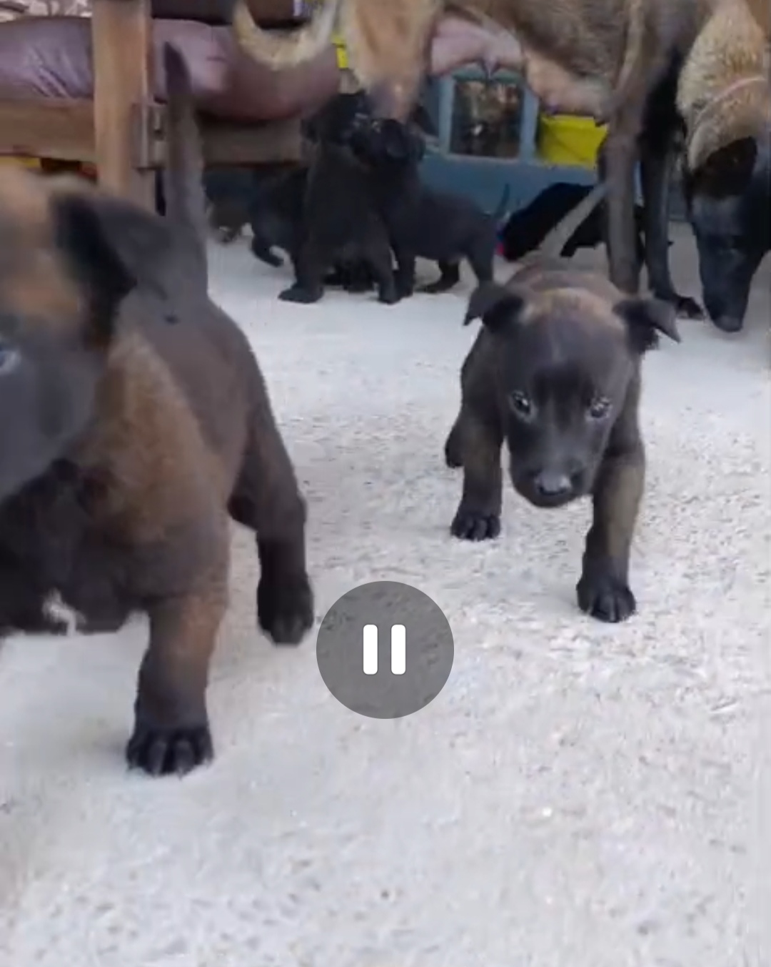 Portal Vendocão Pastor belga Malinois com pedigree filhotes disponíveis Canoas 