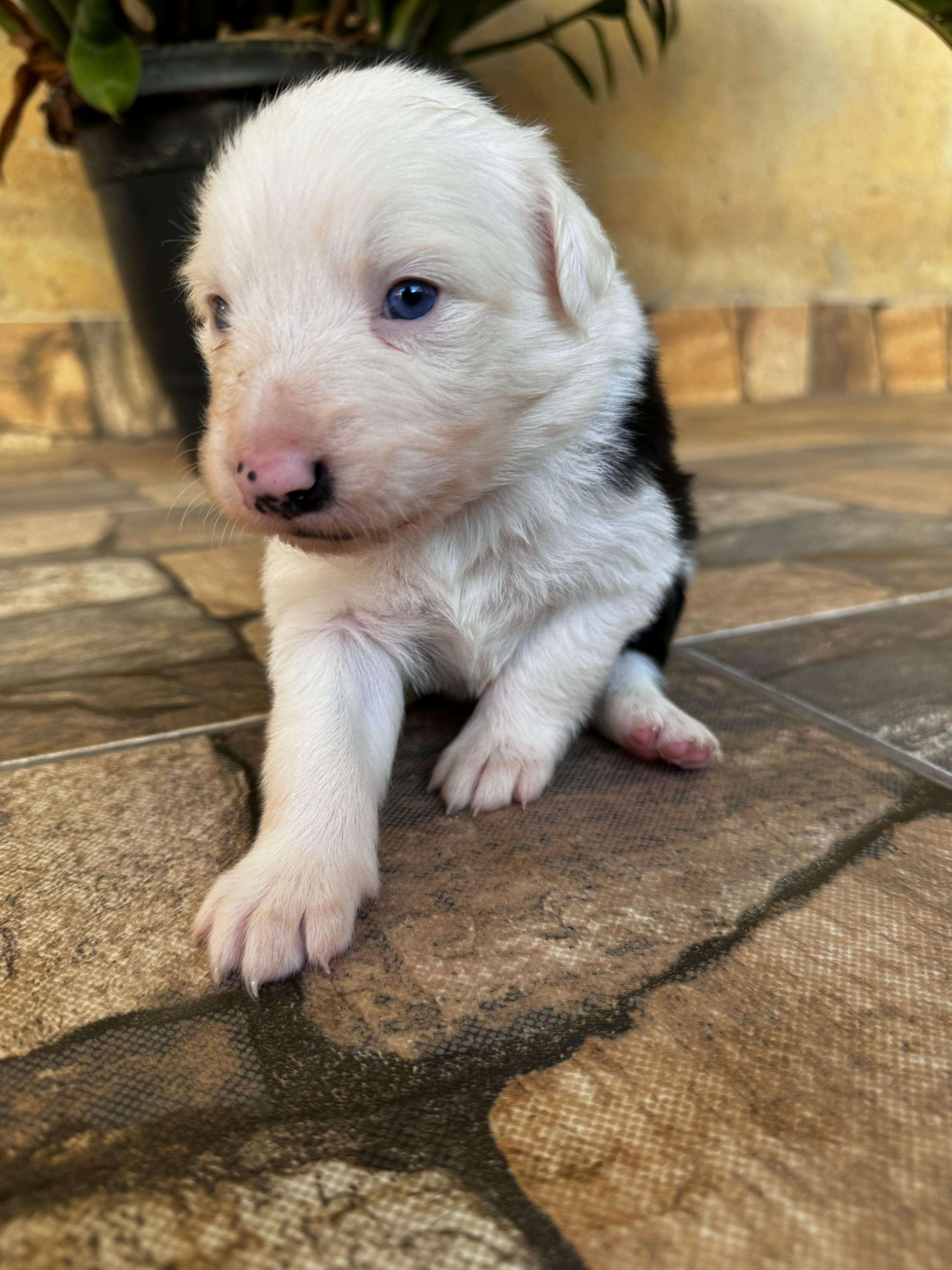 filhotes de Border Collie Ibirité