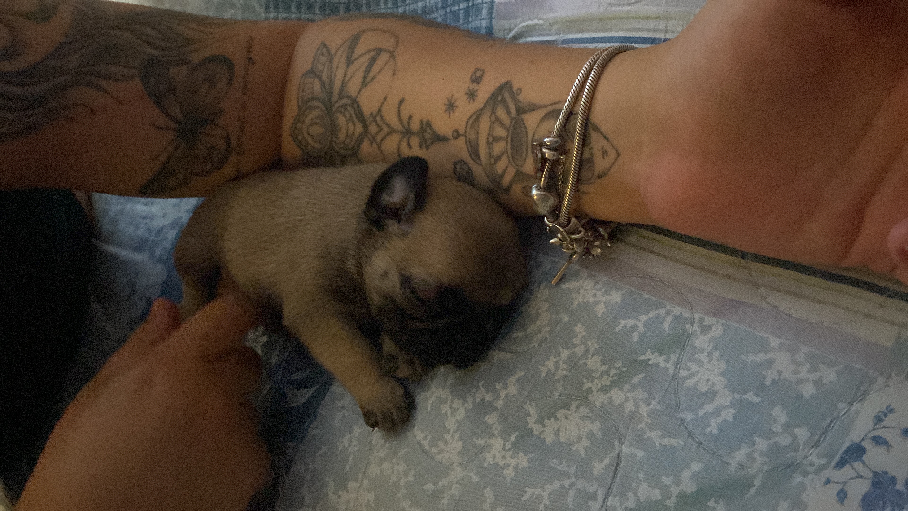 Portal Vendocão Filhote Pug legítimos   Contagem 