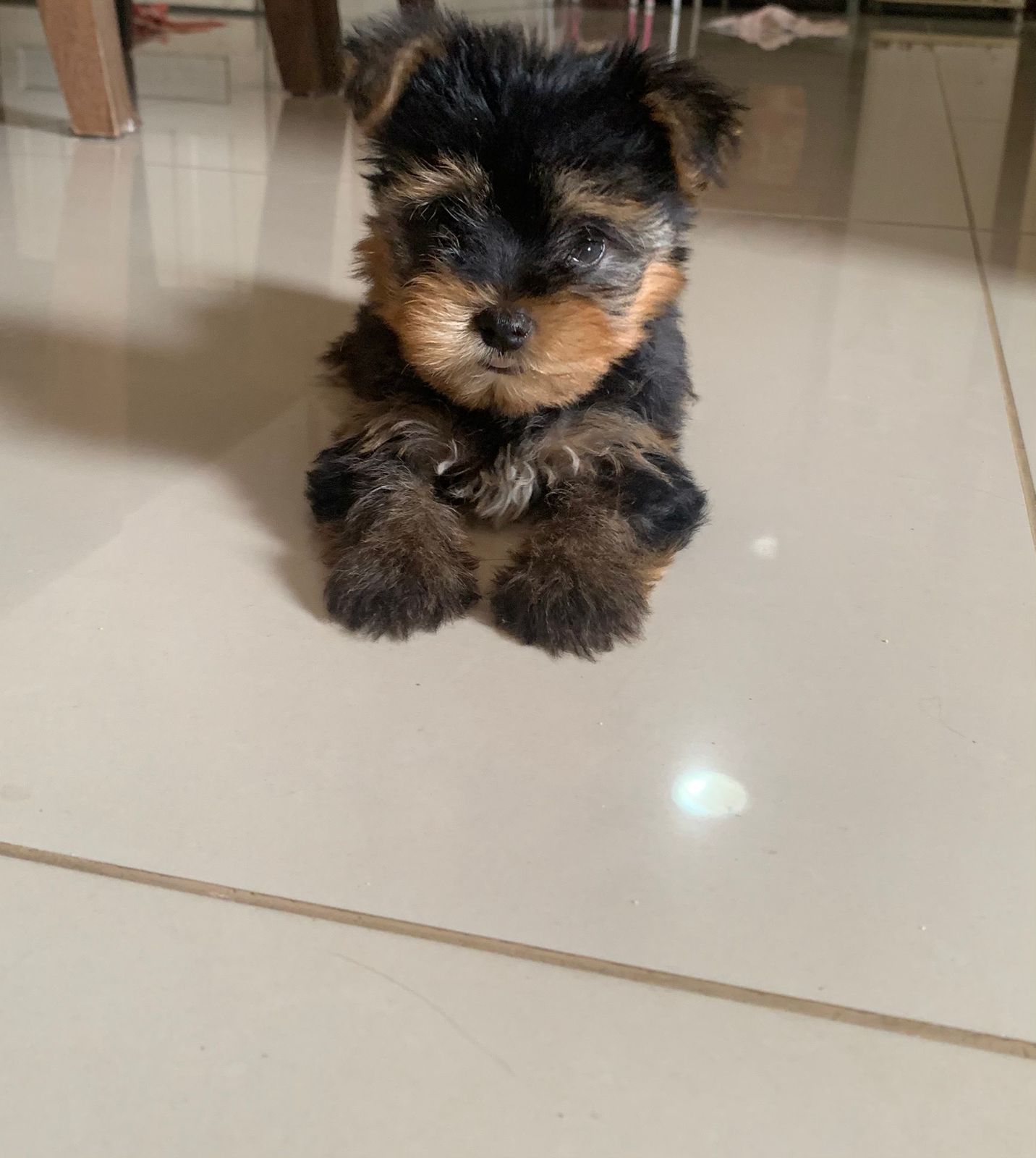 Portal Vendocão Filhote fêmea de yorkshire terrier mini com 58 dias de vida Belém 