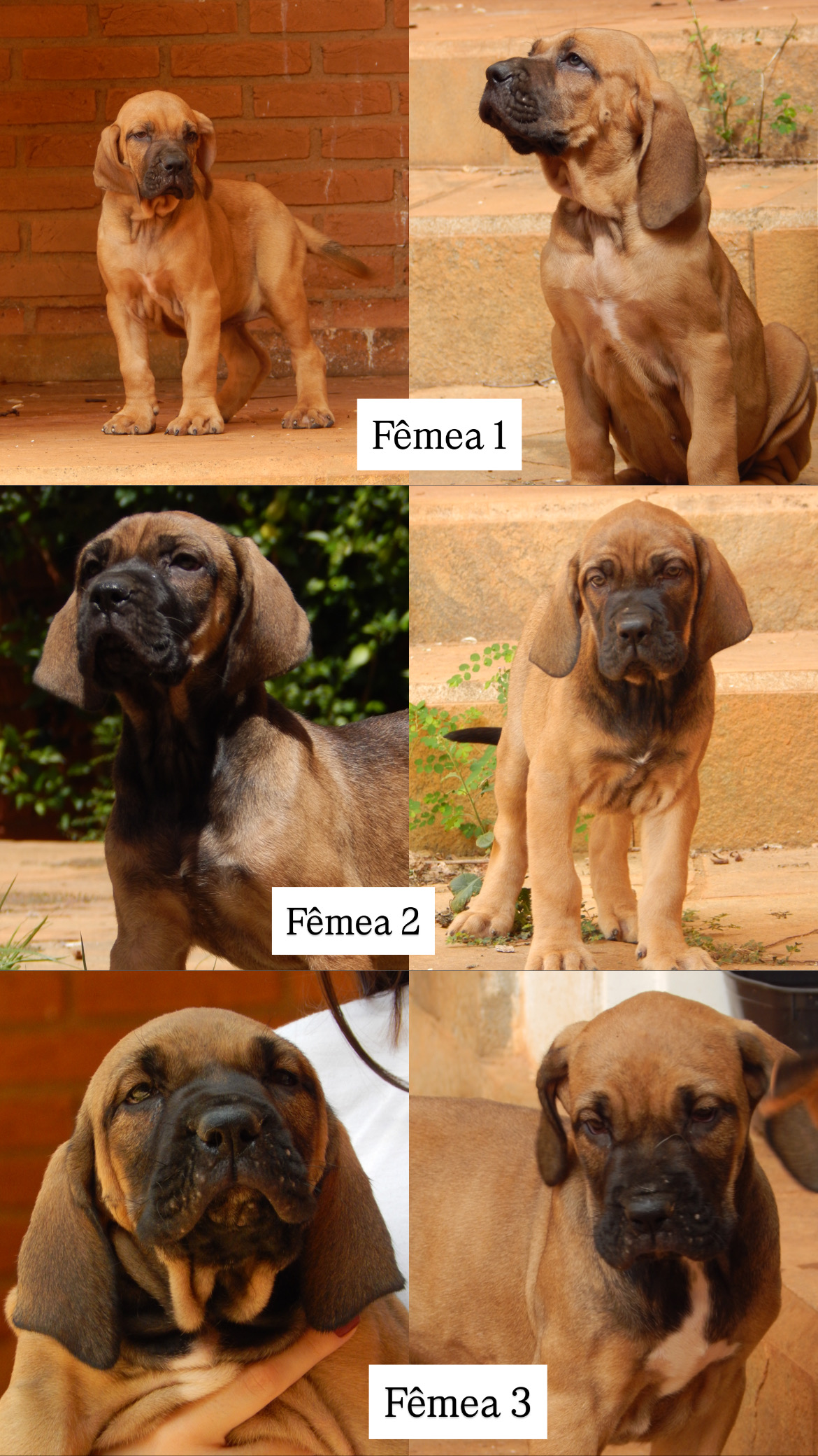 Filhote de Fila Brasileiro - Foto 1
