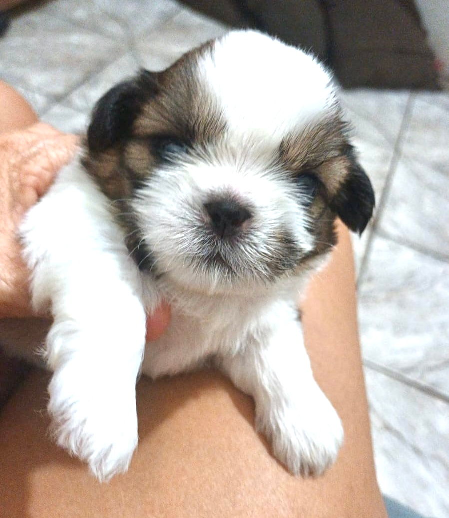 Vendi filhote Shih tzu - Foto 3