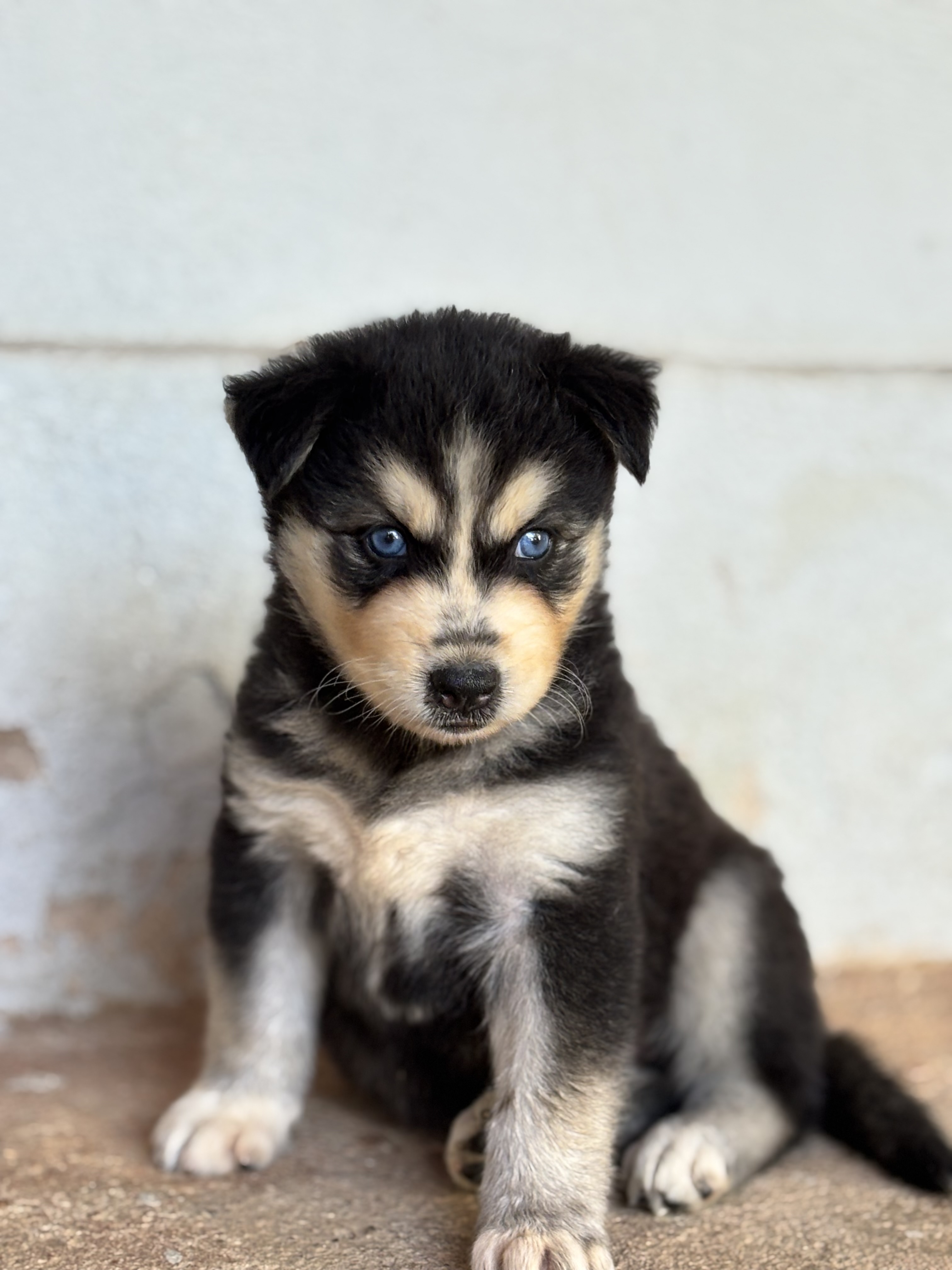 Portal Vendocão Filhotes de Husky Siberiano Parauapebas