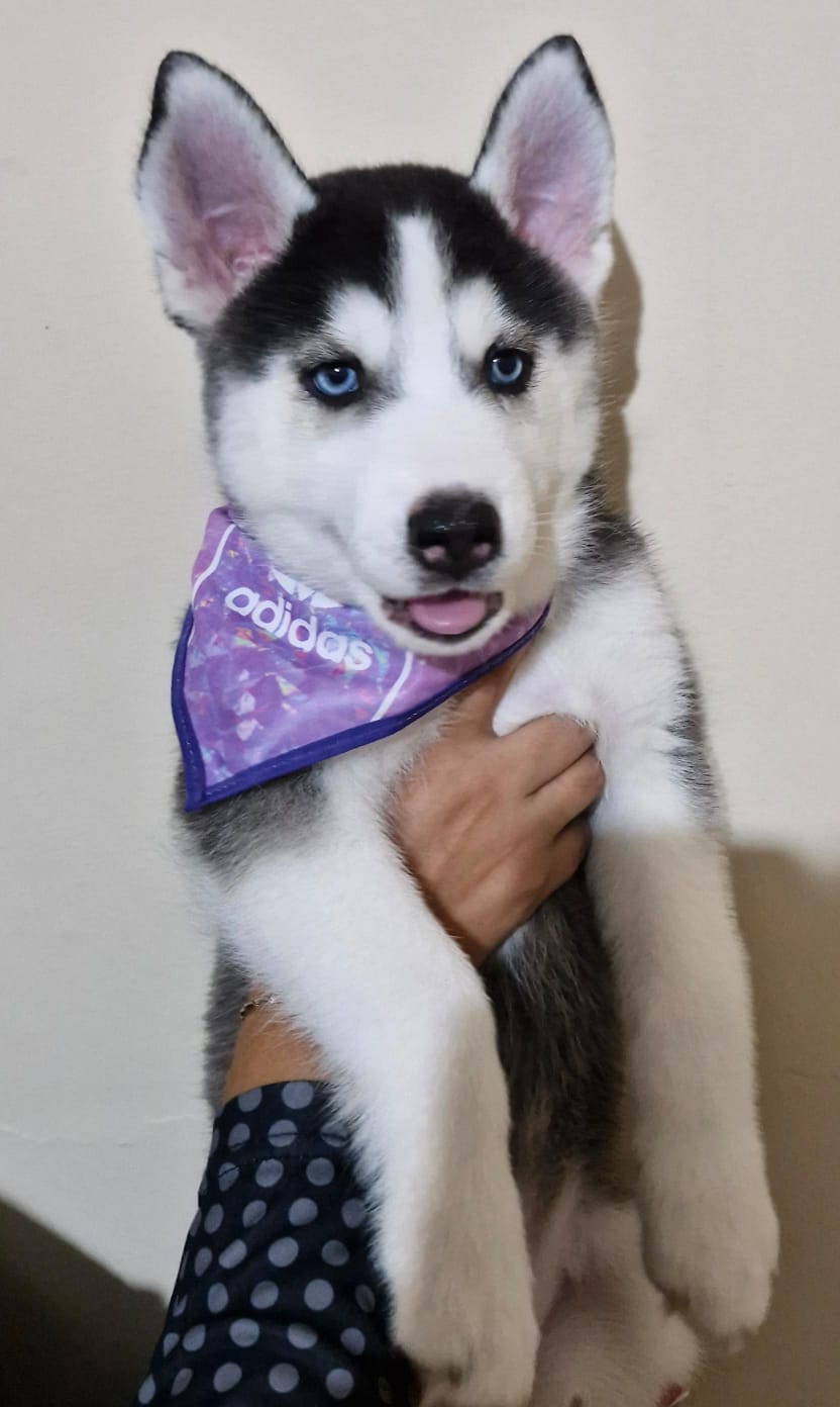 Portal Vendocão Lindas fêmeas de husky siberiano  Maricá