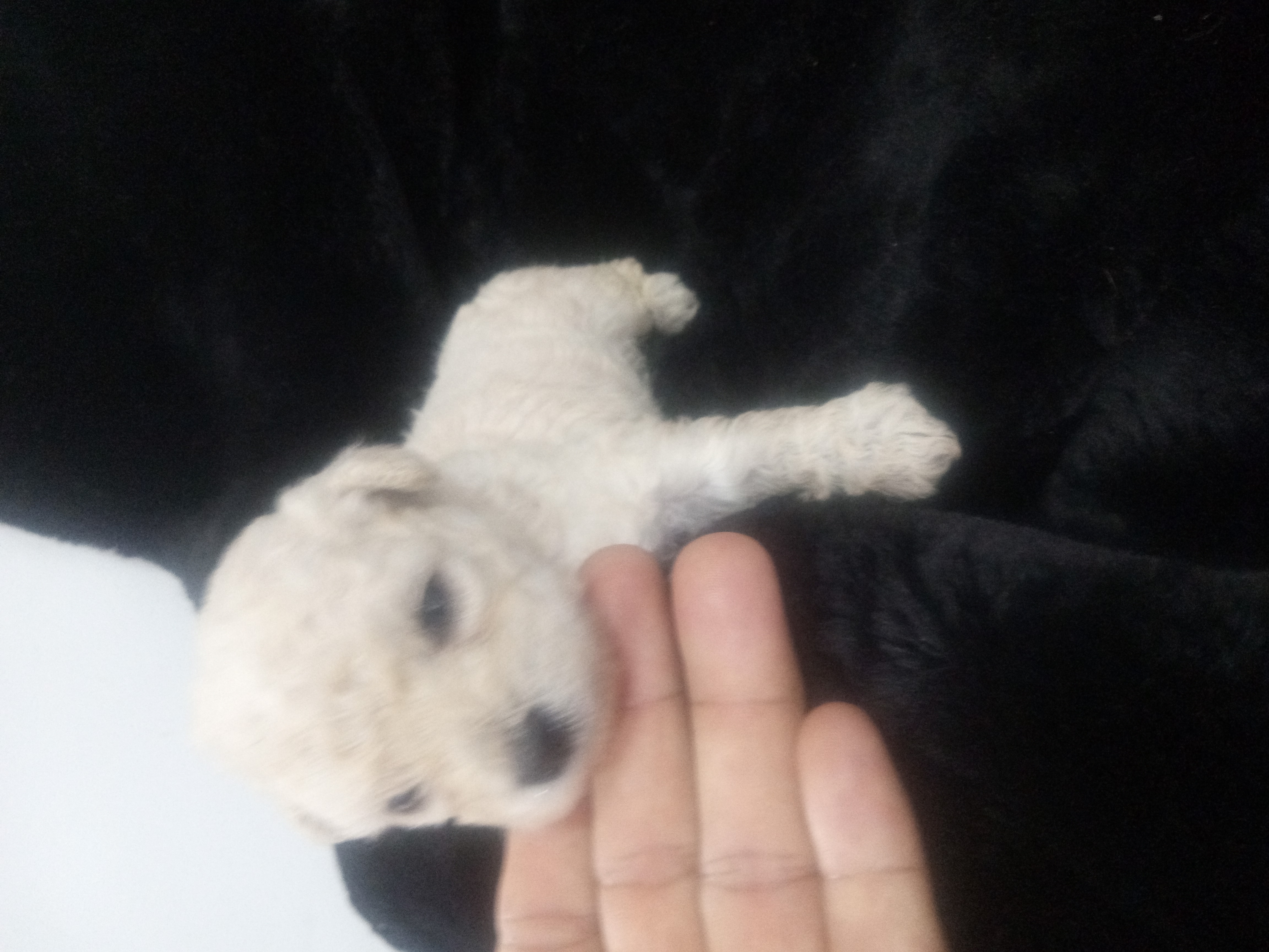 Portal Vendocão Filhote de poodle  Senador Canedo