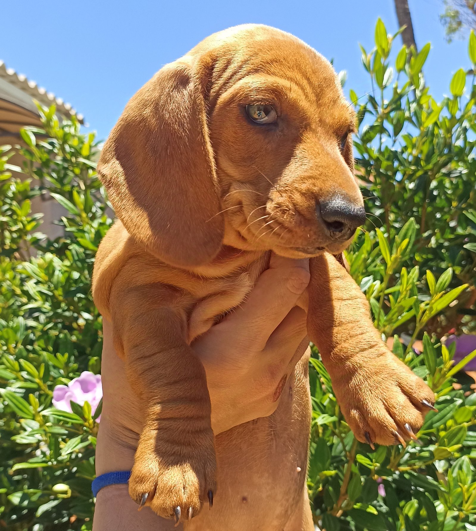 Vendo Filhote Fêmea Dachshund Basset "Salsicha"  - Foto 4