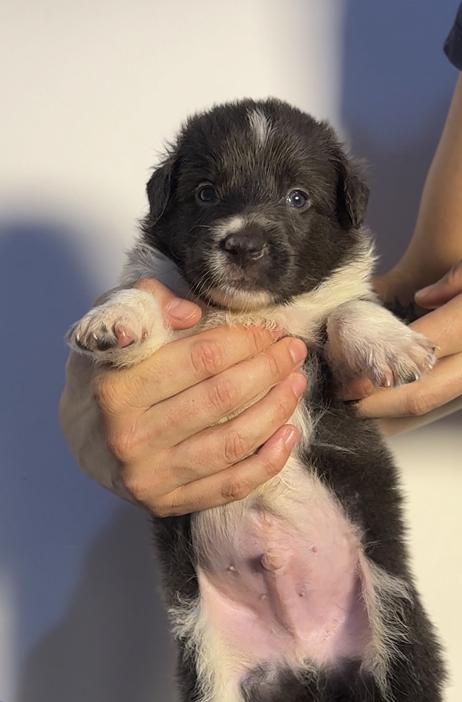 Filhotes de Border Collie  - Foto 1