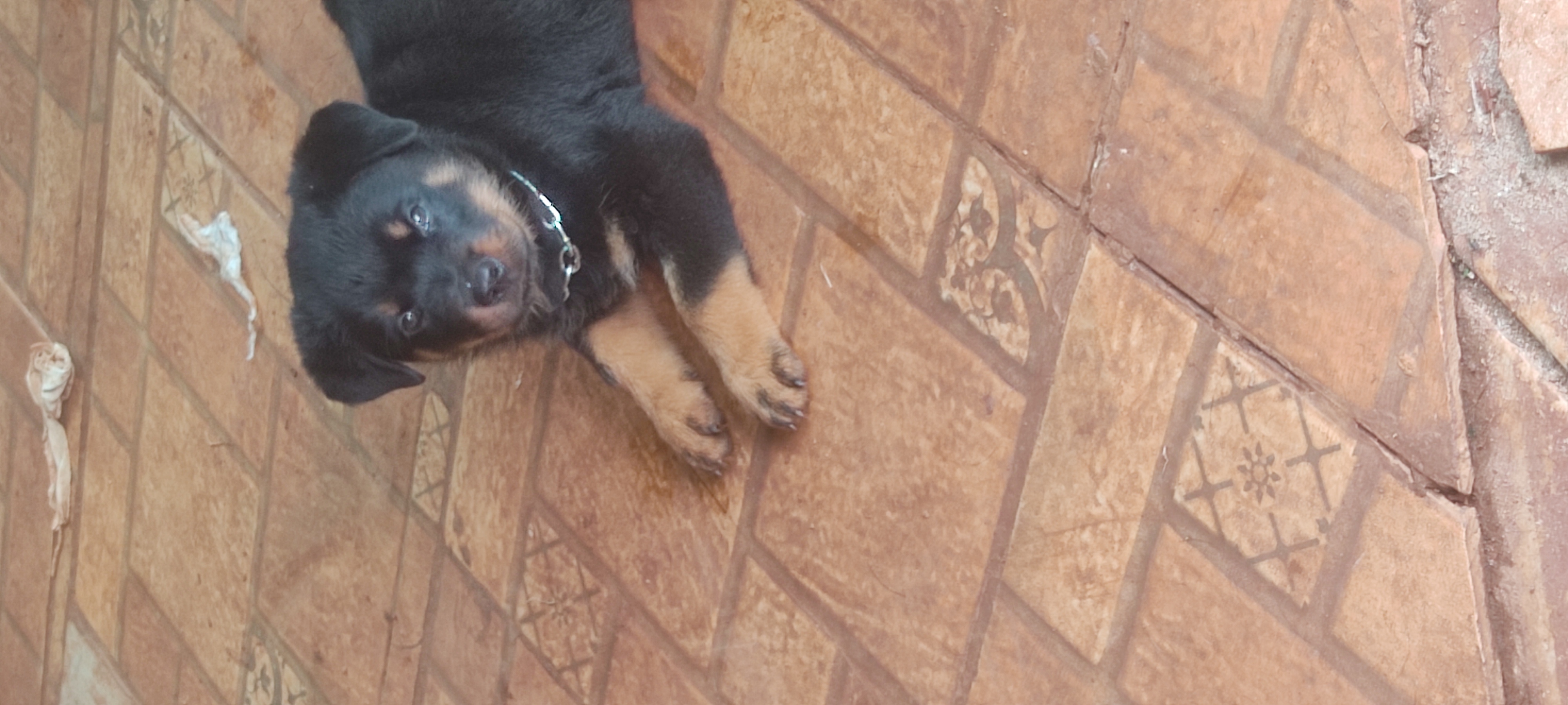 Portal Vendocão Filhote de rotweiler de alto padrão Paiçandu