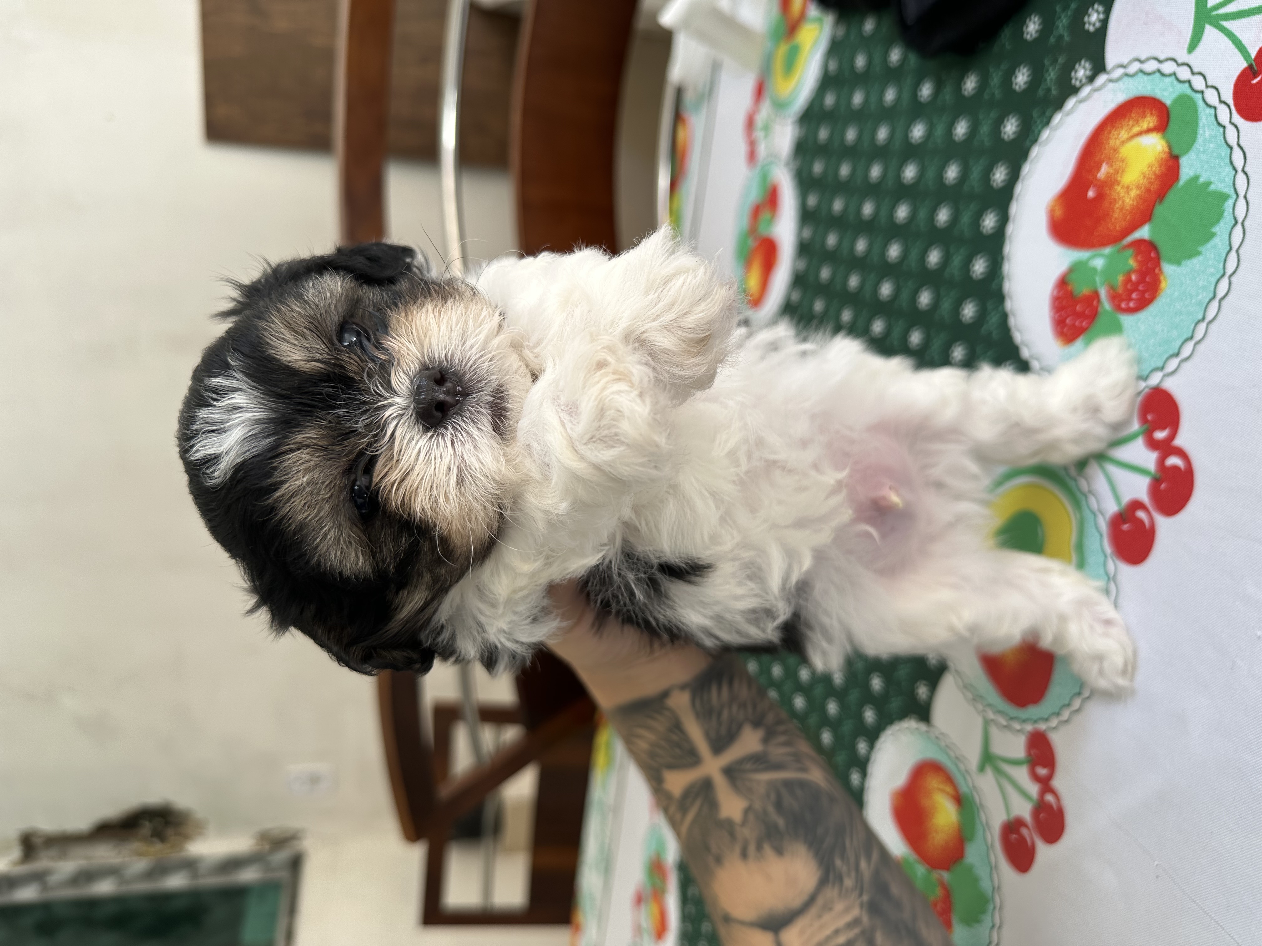Vende-se filhotes macho de Shih Tzu - Foto 3