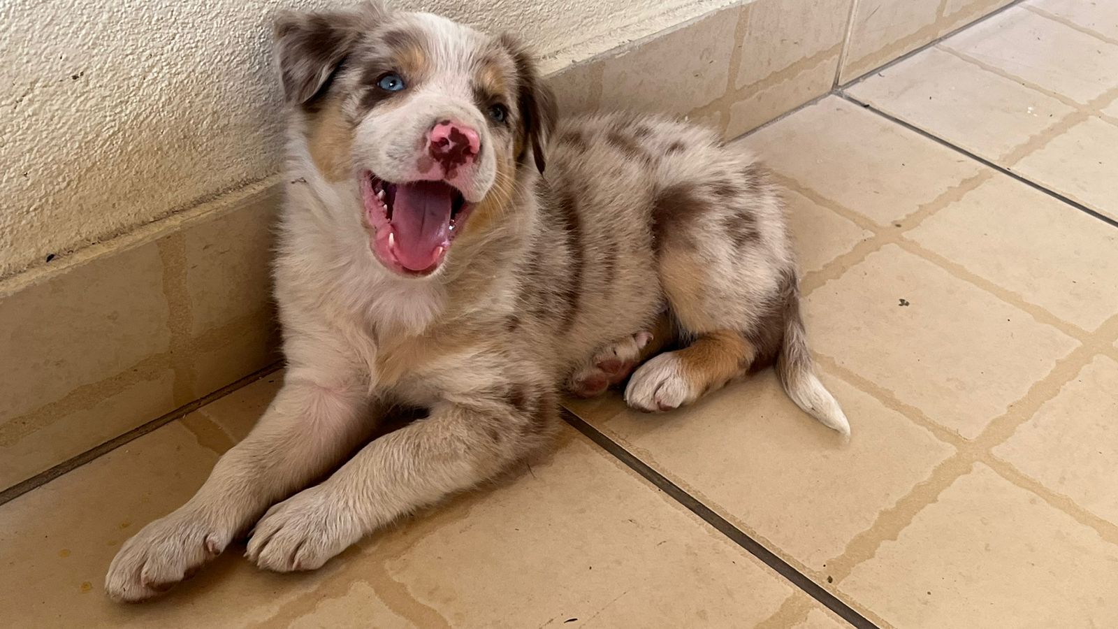 Portal Vendocão filhote de Border collie governador Valadares 