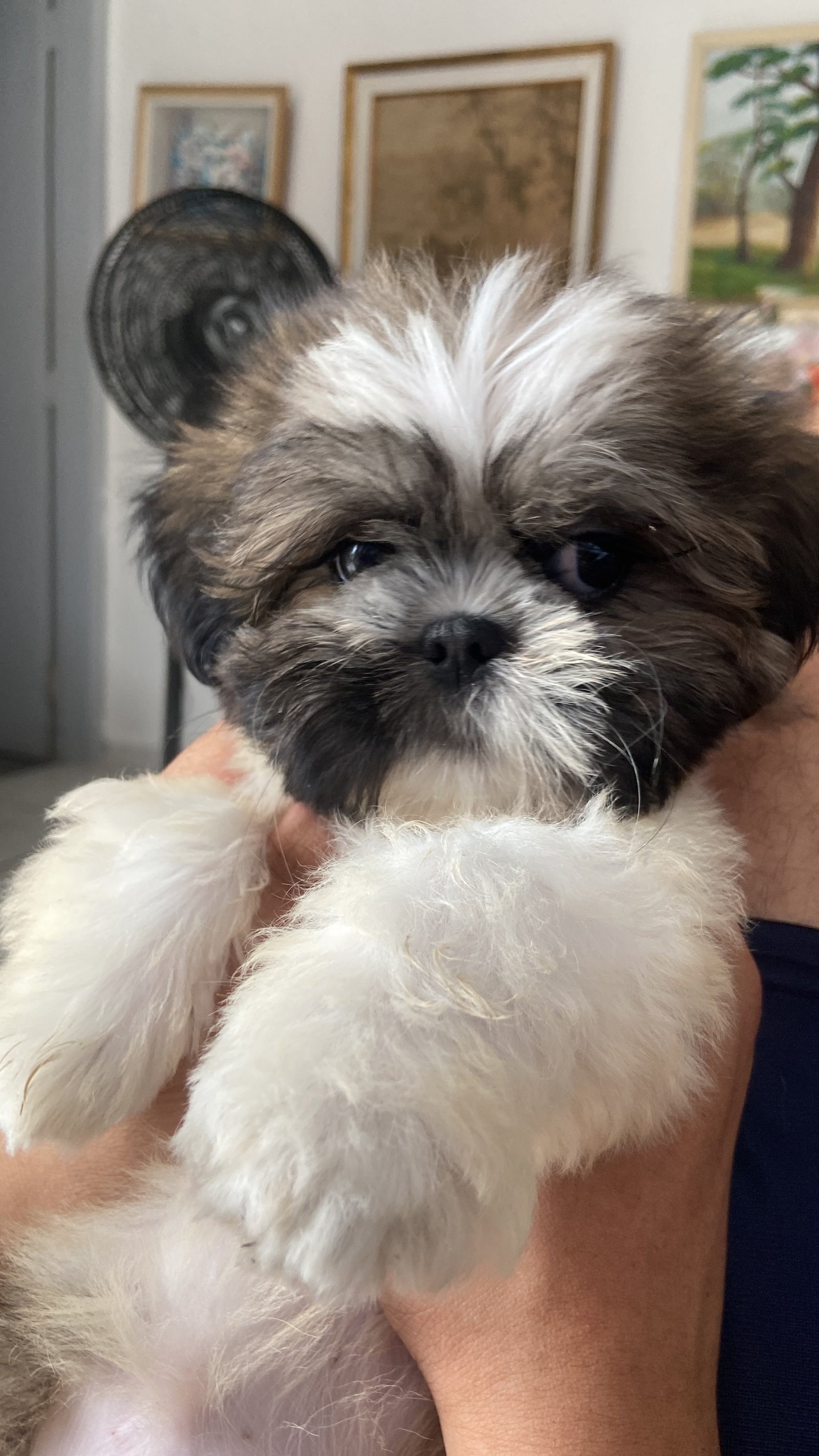 Filhote Shih Tzu Fêmea 2 meses