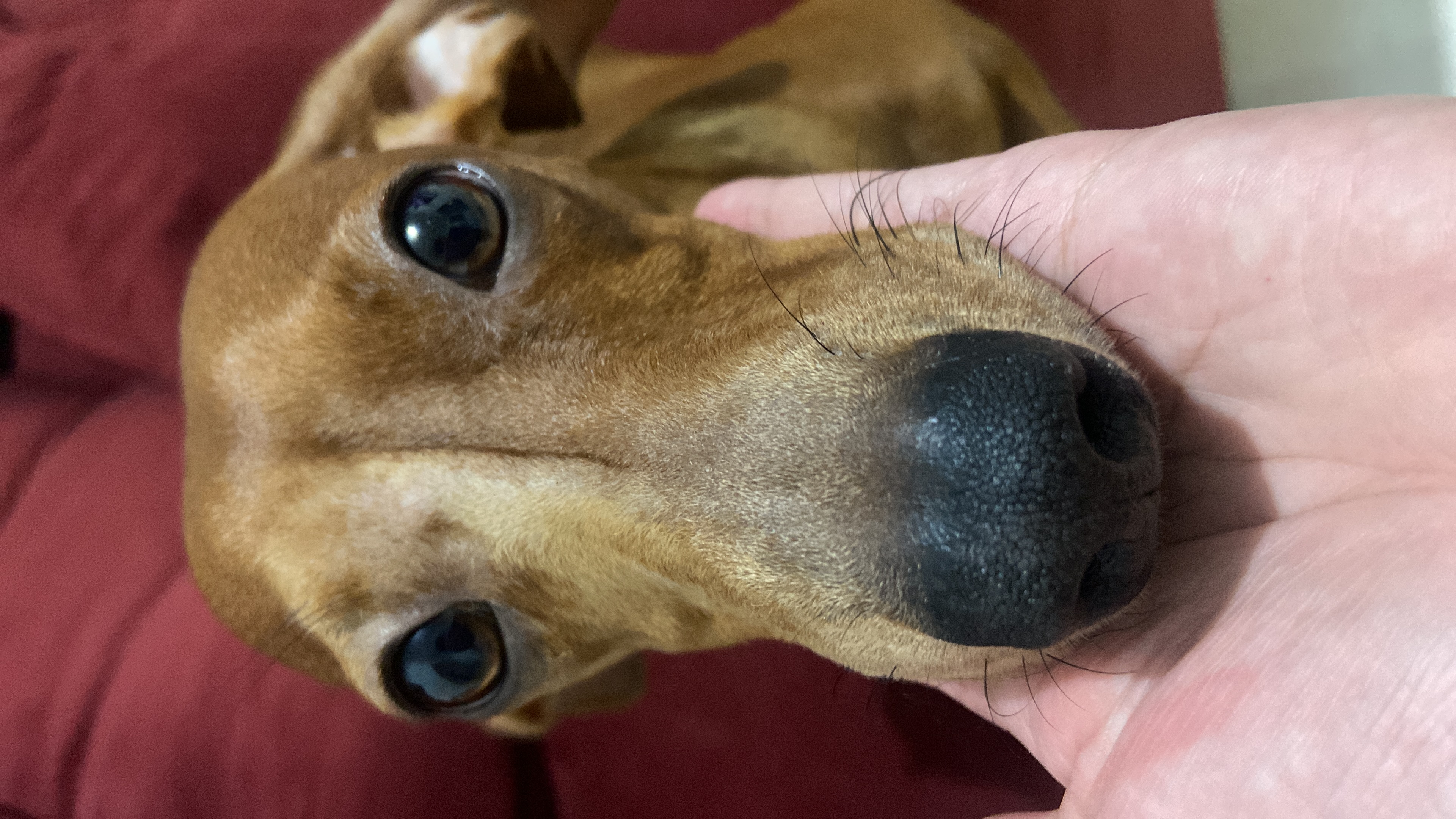Portal Vendocão Filhote Basset Salsicha Araçatuba 