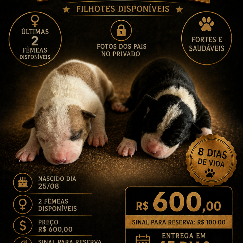 Filhotes de pitbull