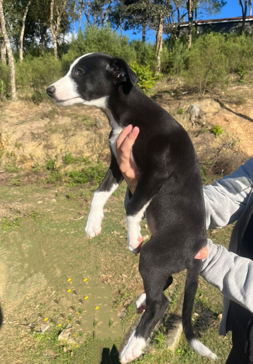 Filhote galgo - Foto 3