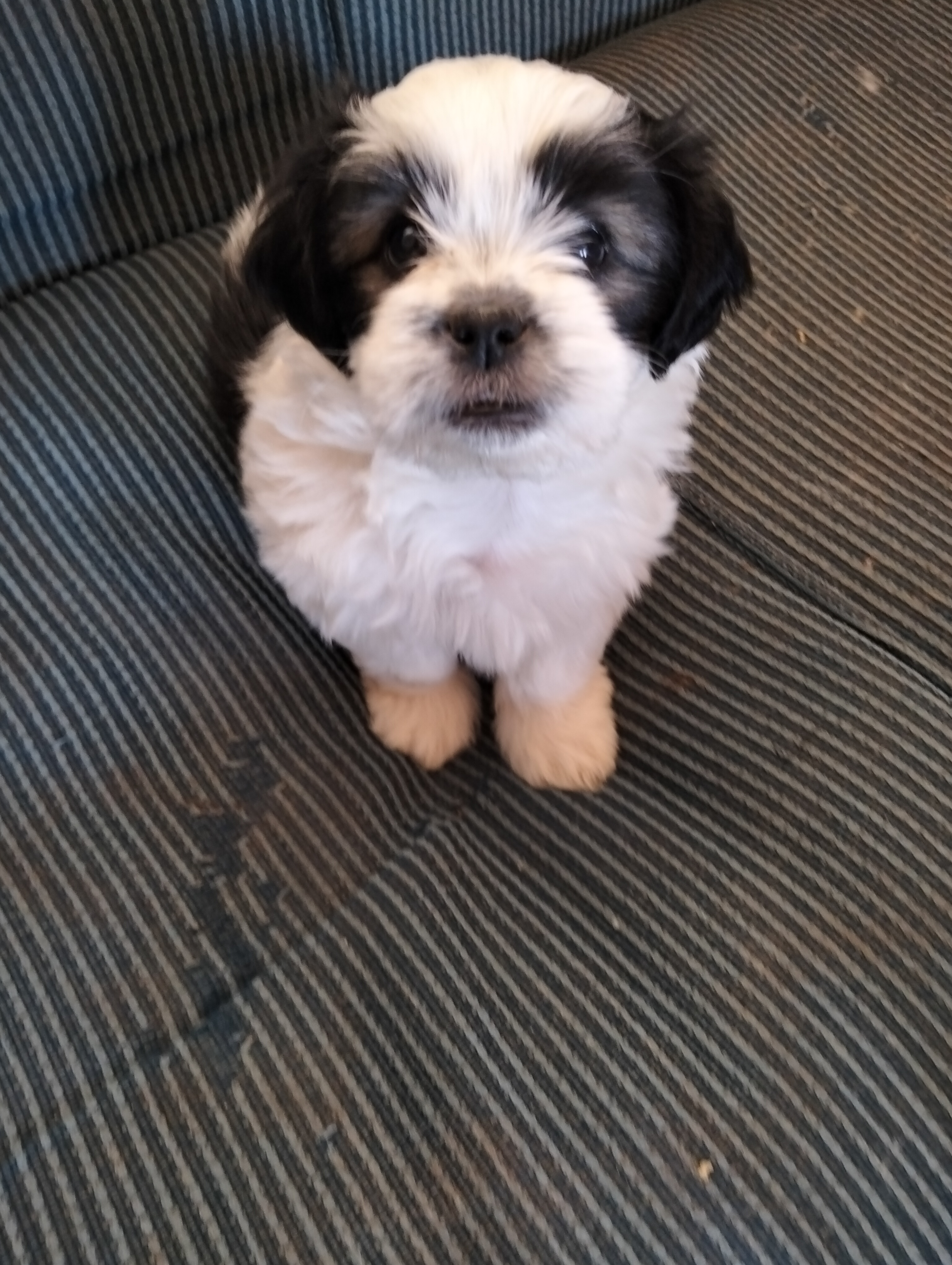 Portal Vendocão Venda  Paranavaí