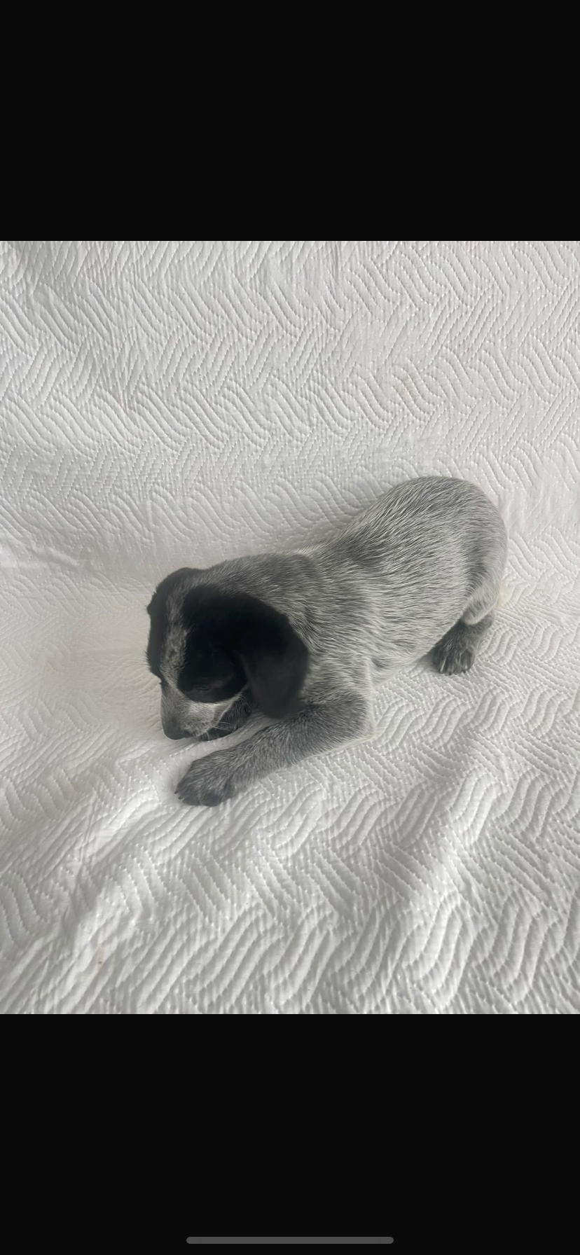 Portal Vendocão Cachorro  Juiz de Fora