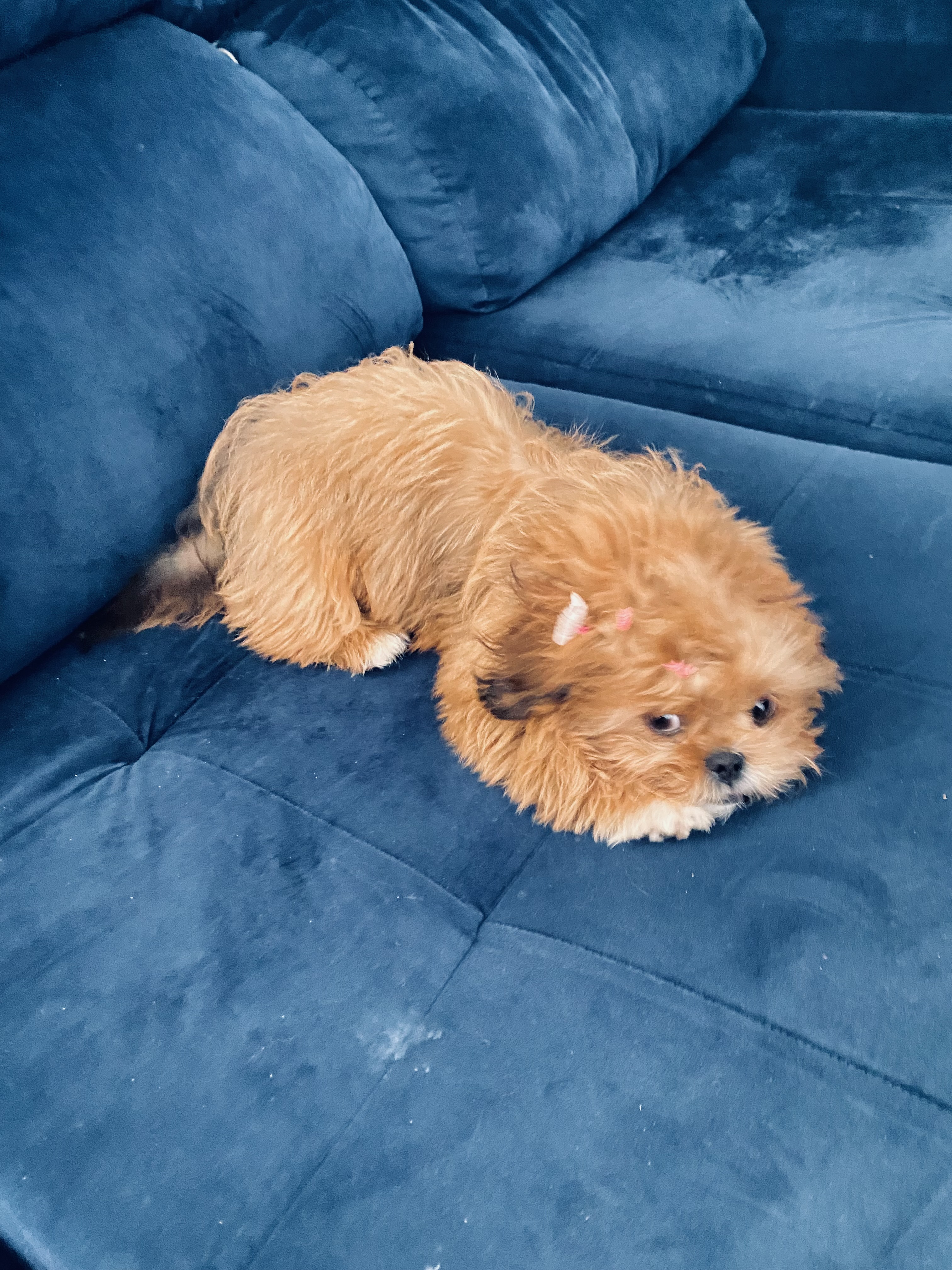 Portal Vendocão Shih tzu  mini  Anápolis 