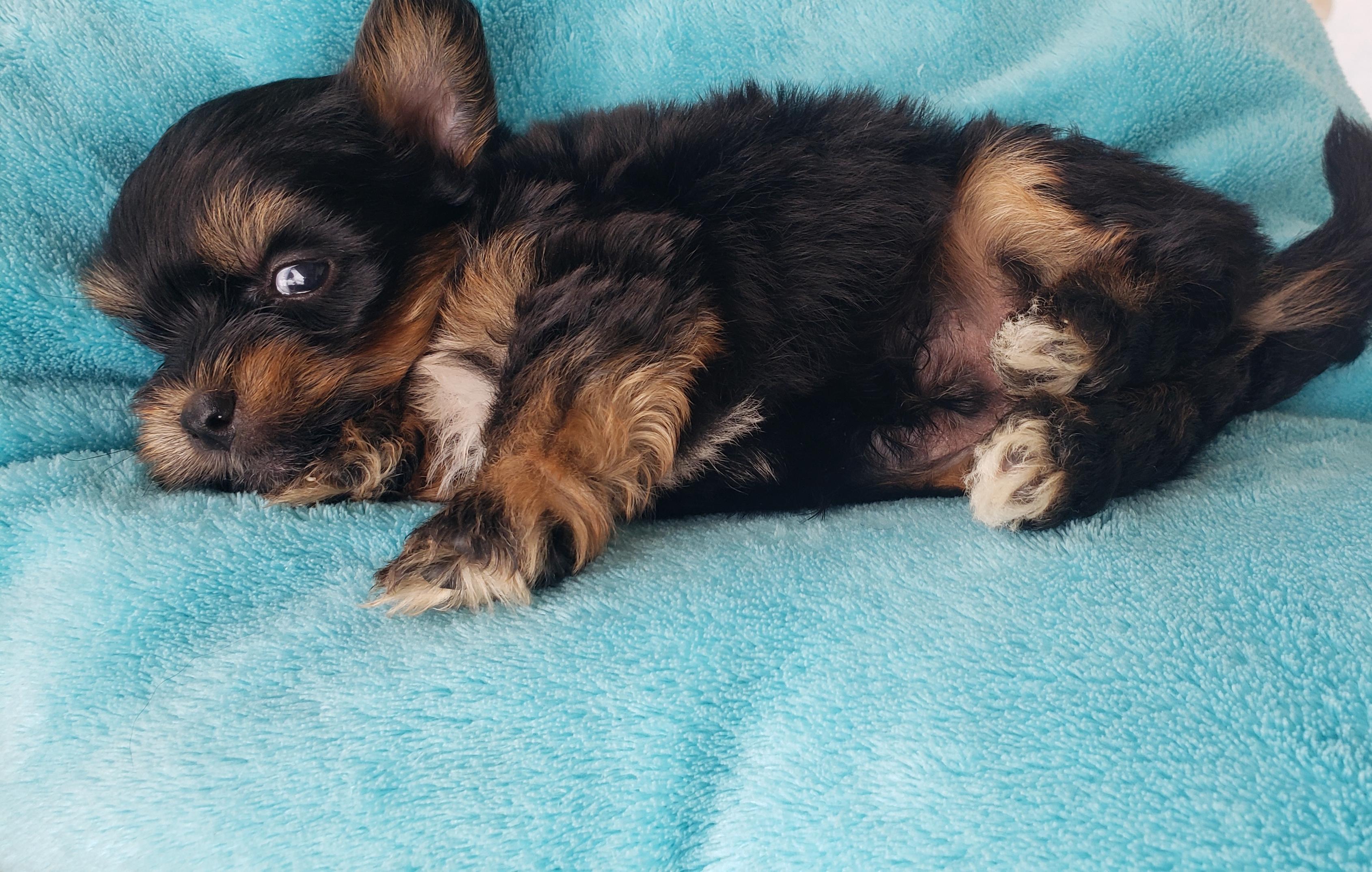 Portal Vendocão Filhote de yorkshire  Manaus