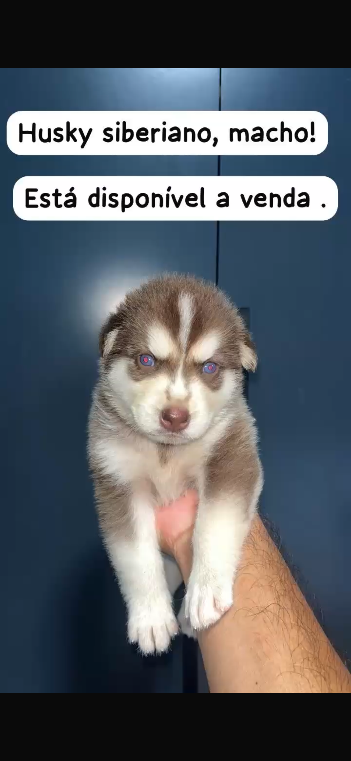Husky siberiano  - Foto 1