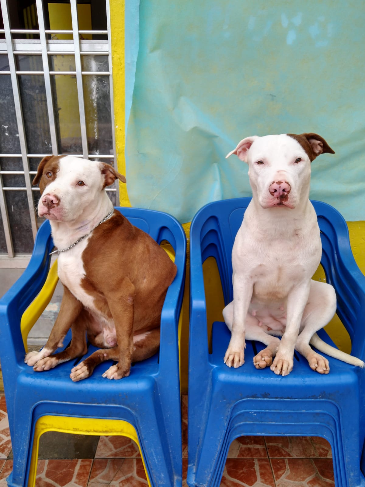 Lindos filhotes de Pit Bull - Foto 1