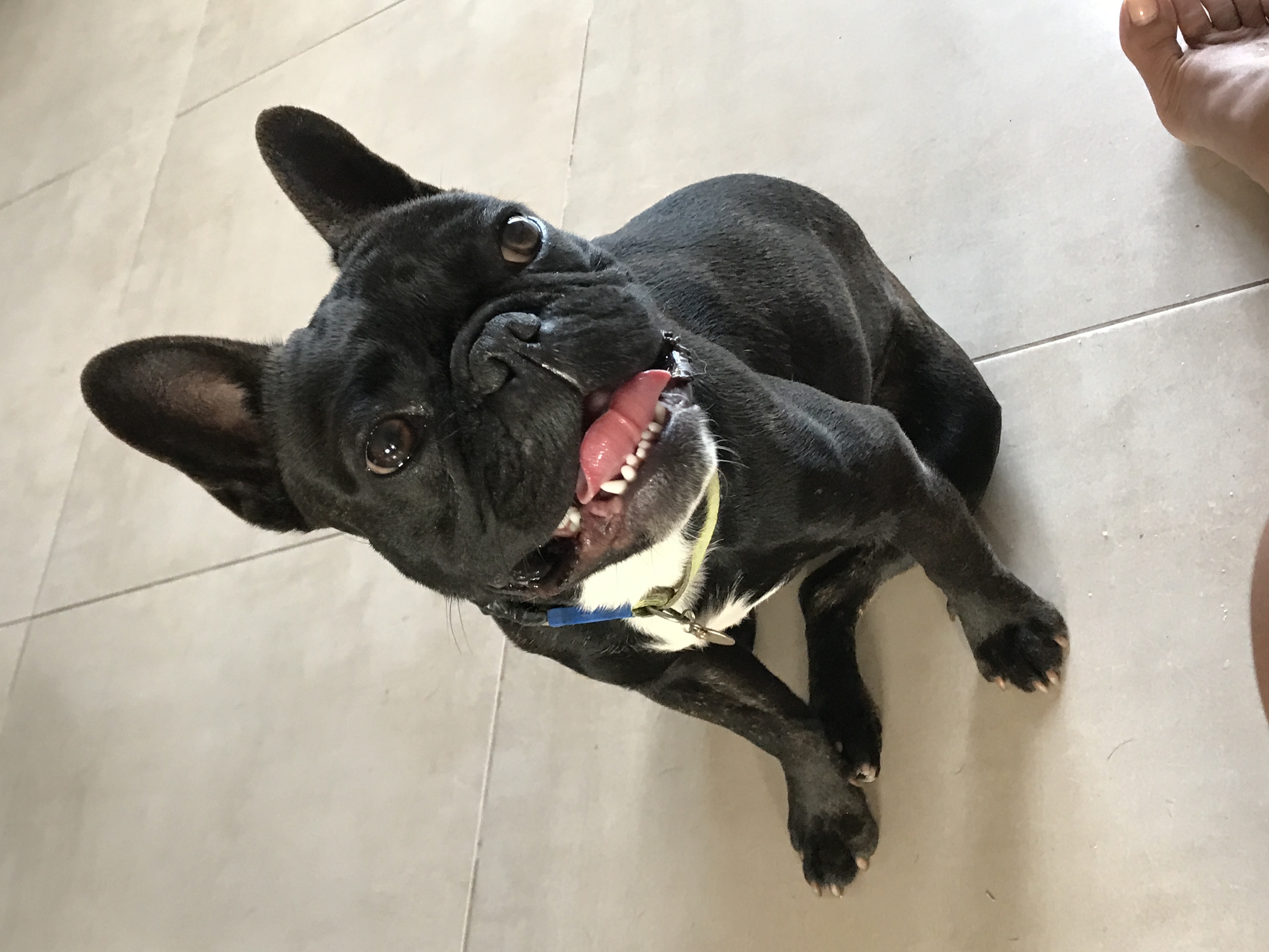 Portal Vendocão Bulldog 1 ano Balneário Pinhal