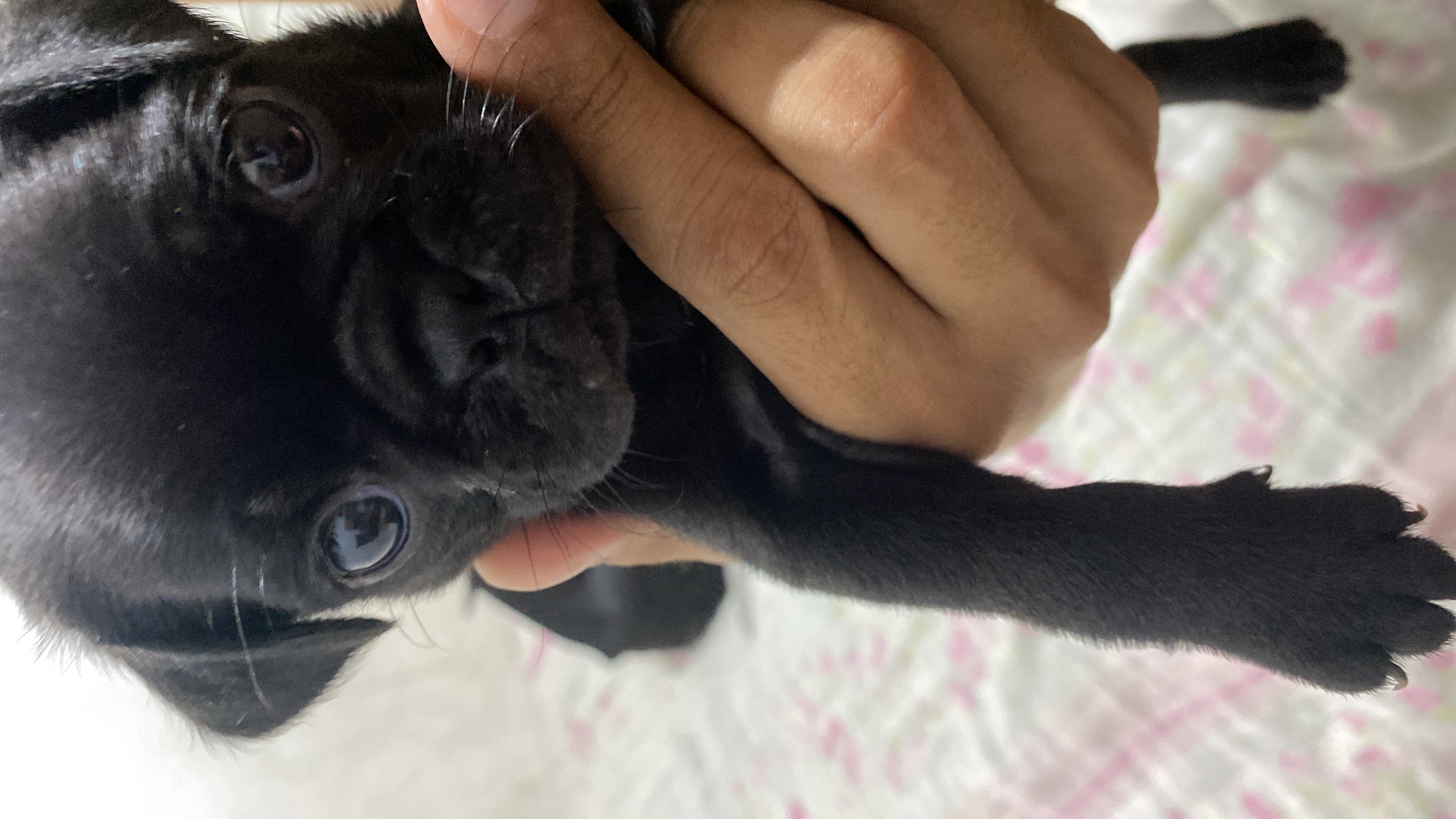 Portal Vendocão Pug preto porte pequeno  Manaus 