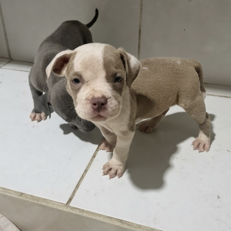 Lindos filhotes de pit monster disponíveis - Foto 1