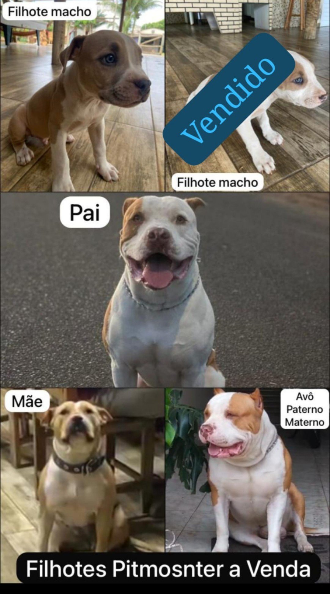 Pitmoster macho - Foto 1