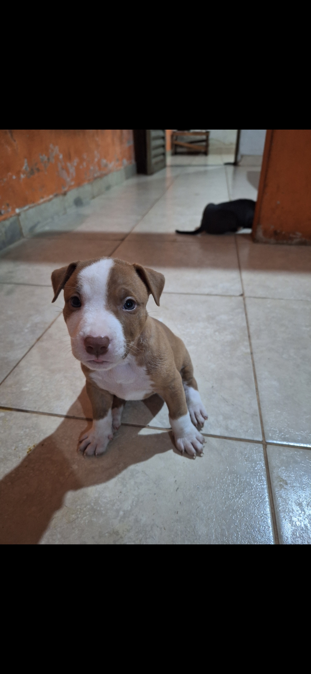 Filhotes de Pitt bull monster - Foto 3