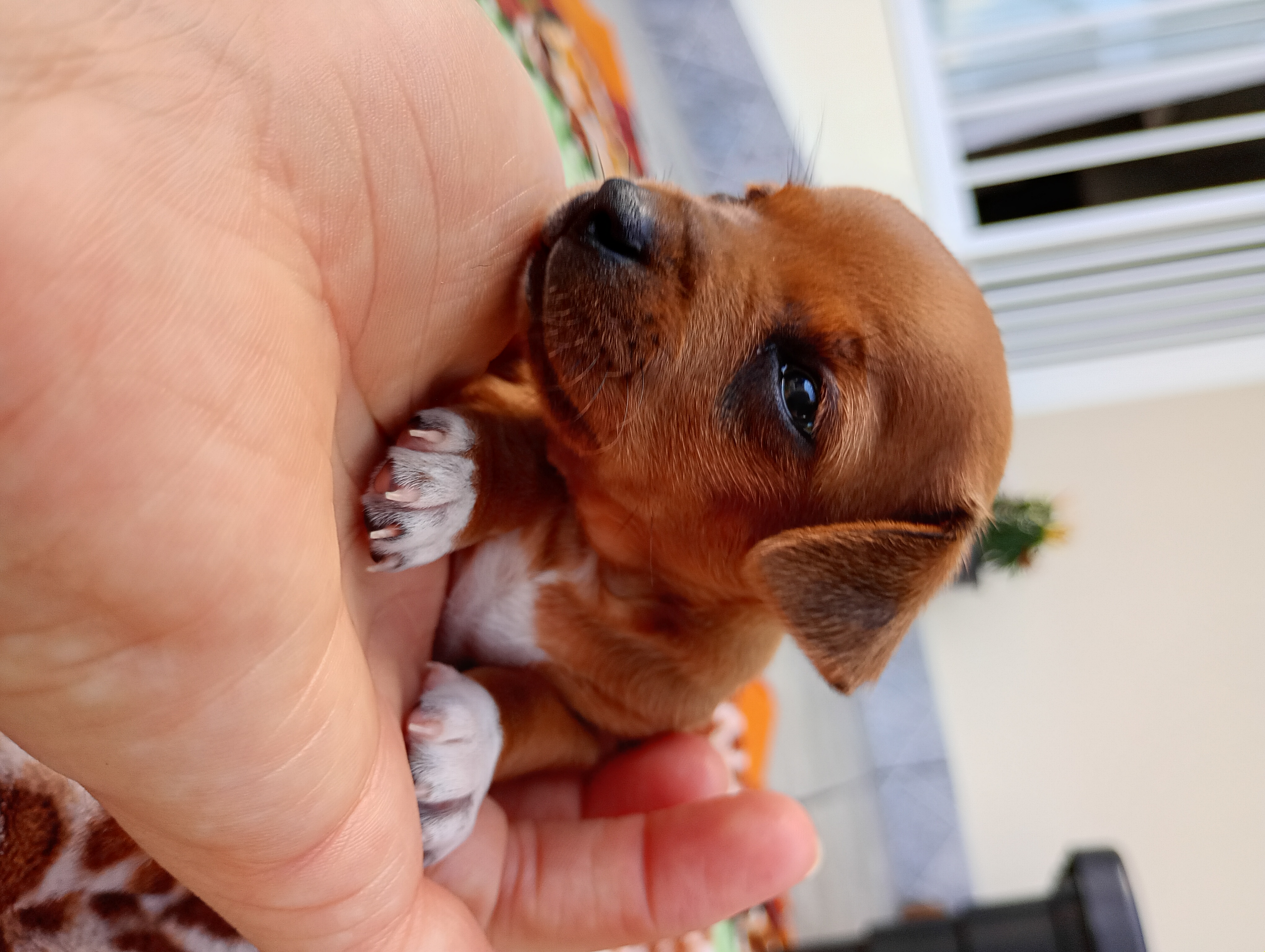 Vendo Filhotes de Pinscher  - Foto 2