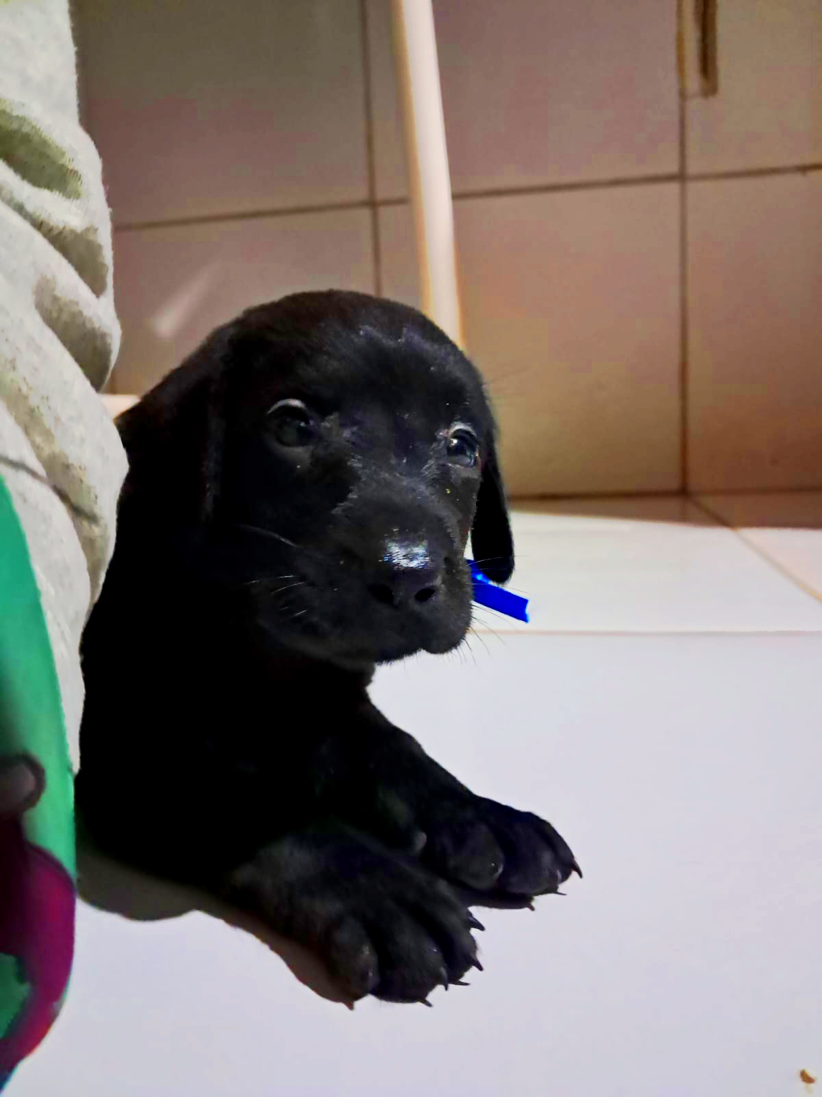 filhote de labrador