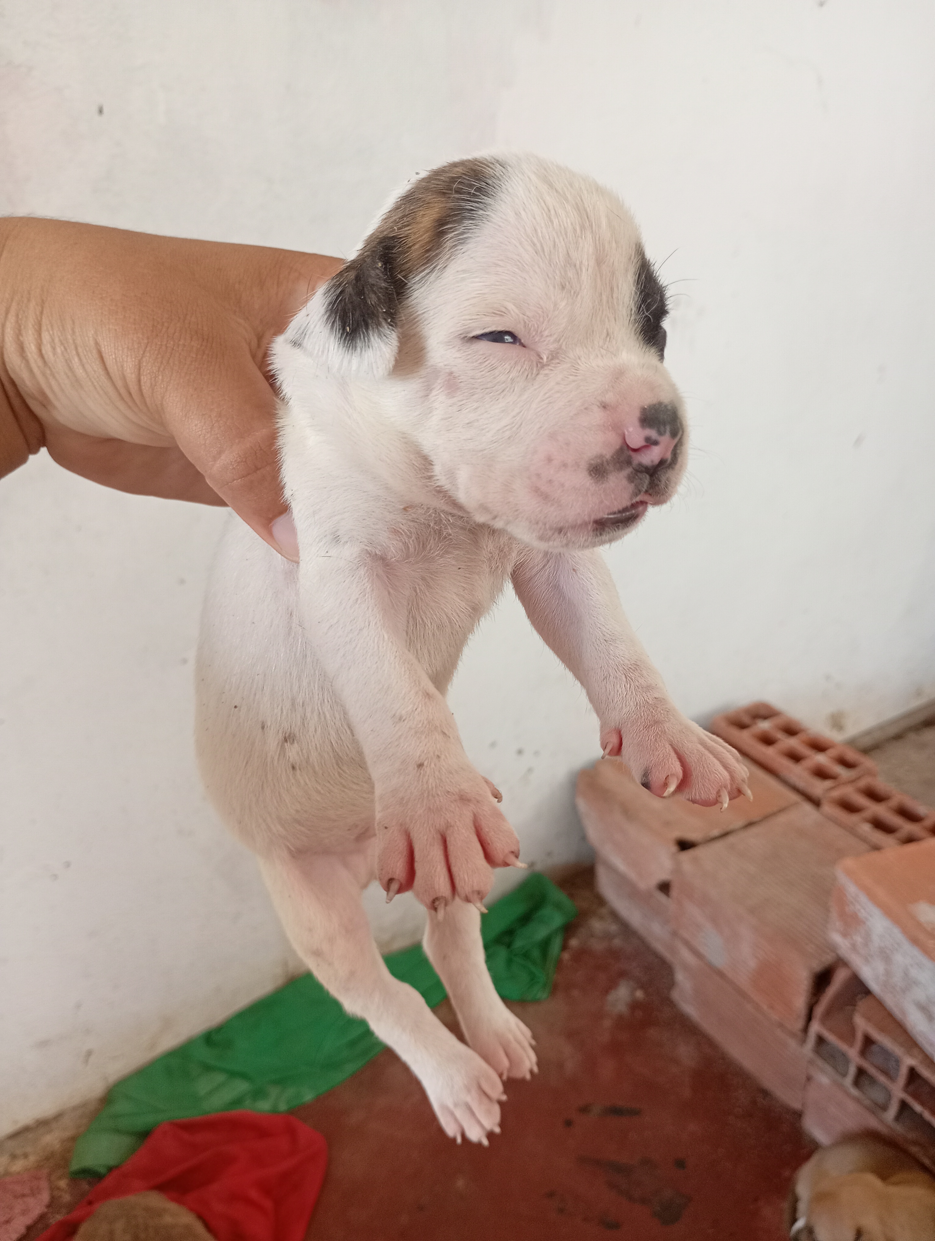 Filhote pitbul  - Foto 3