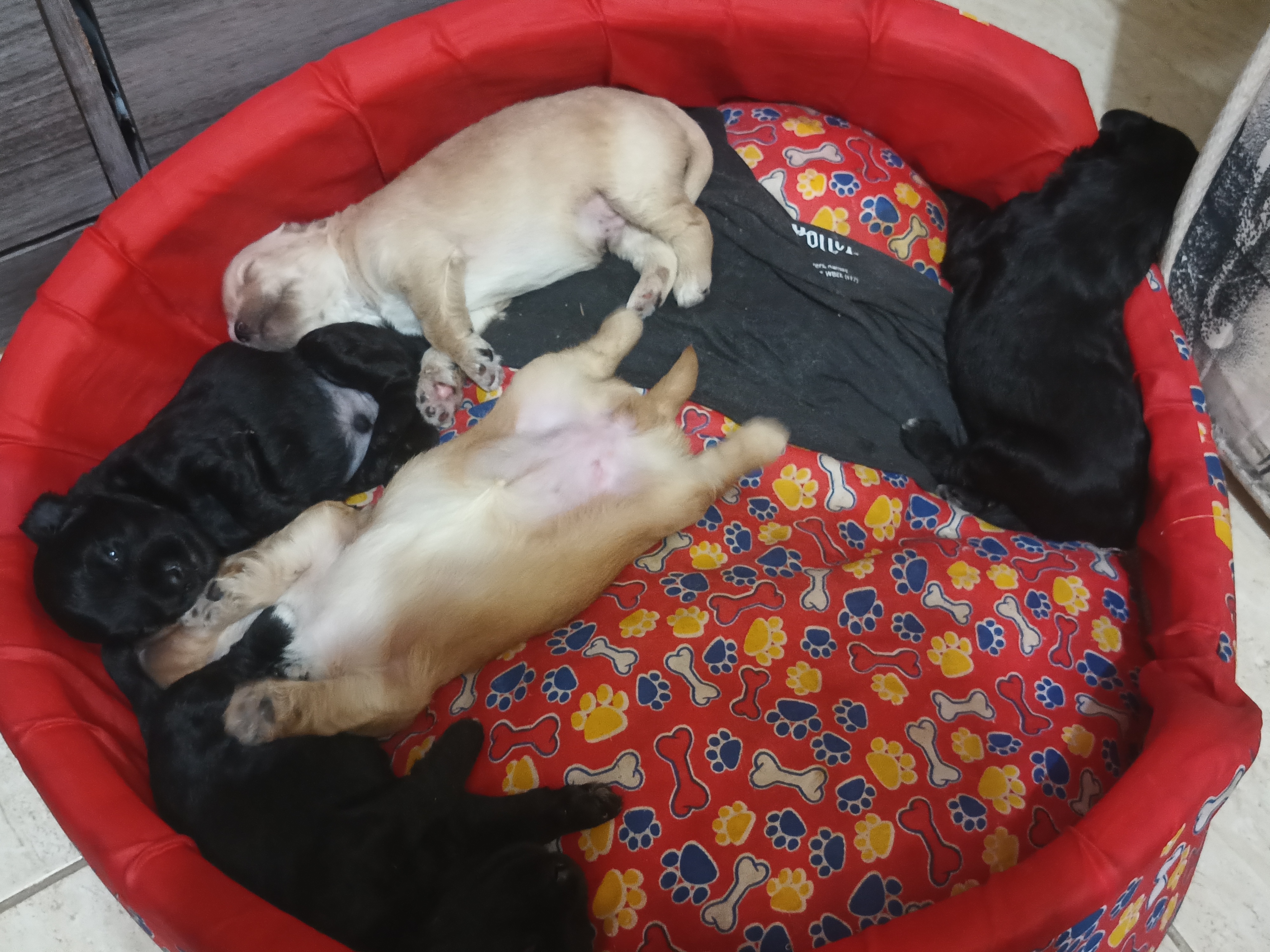 Portal Vendocão Cãozinhos  Salvador
