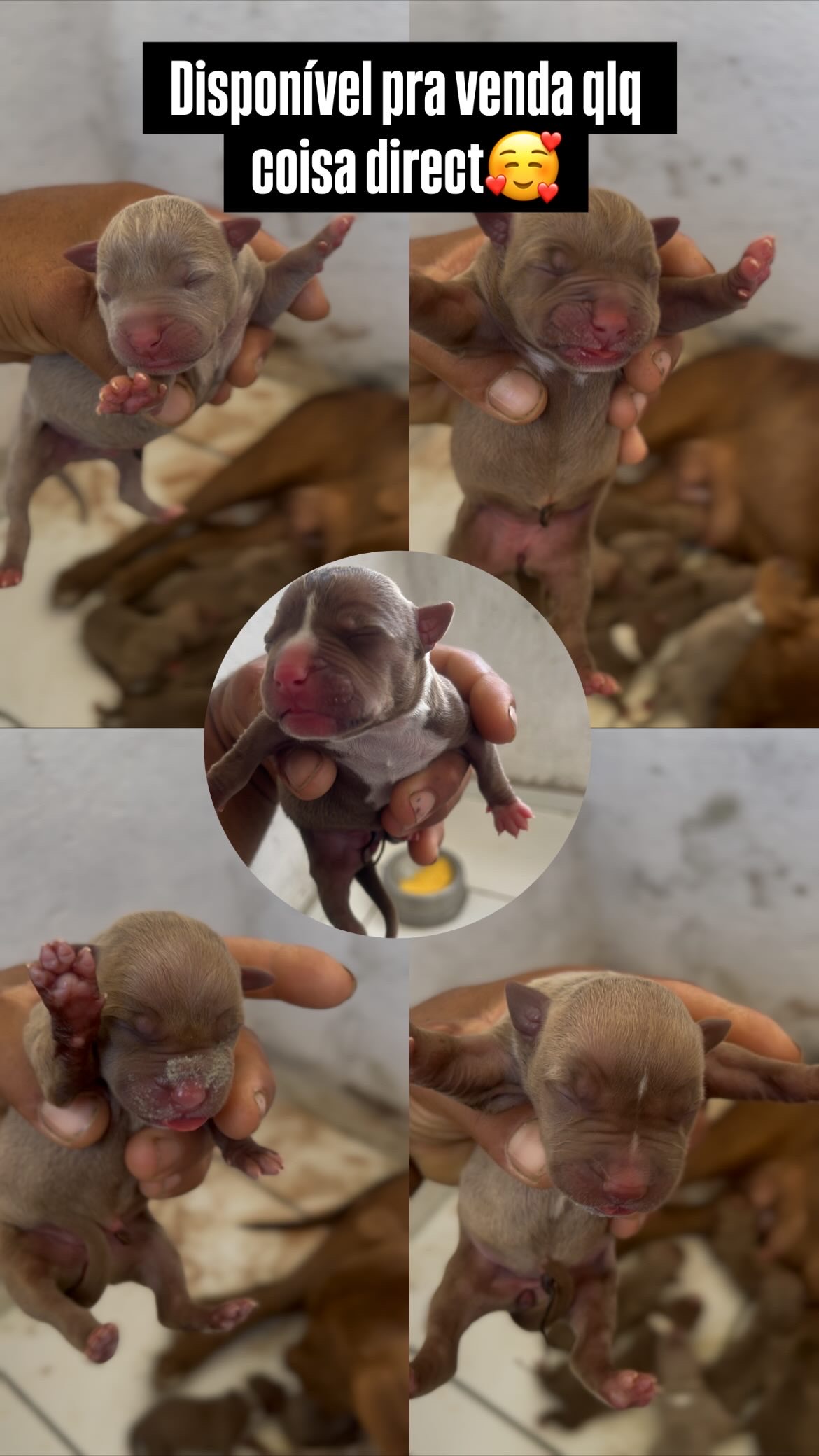 Filhotes pitbull  - Foto 3