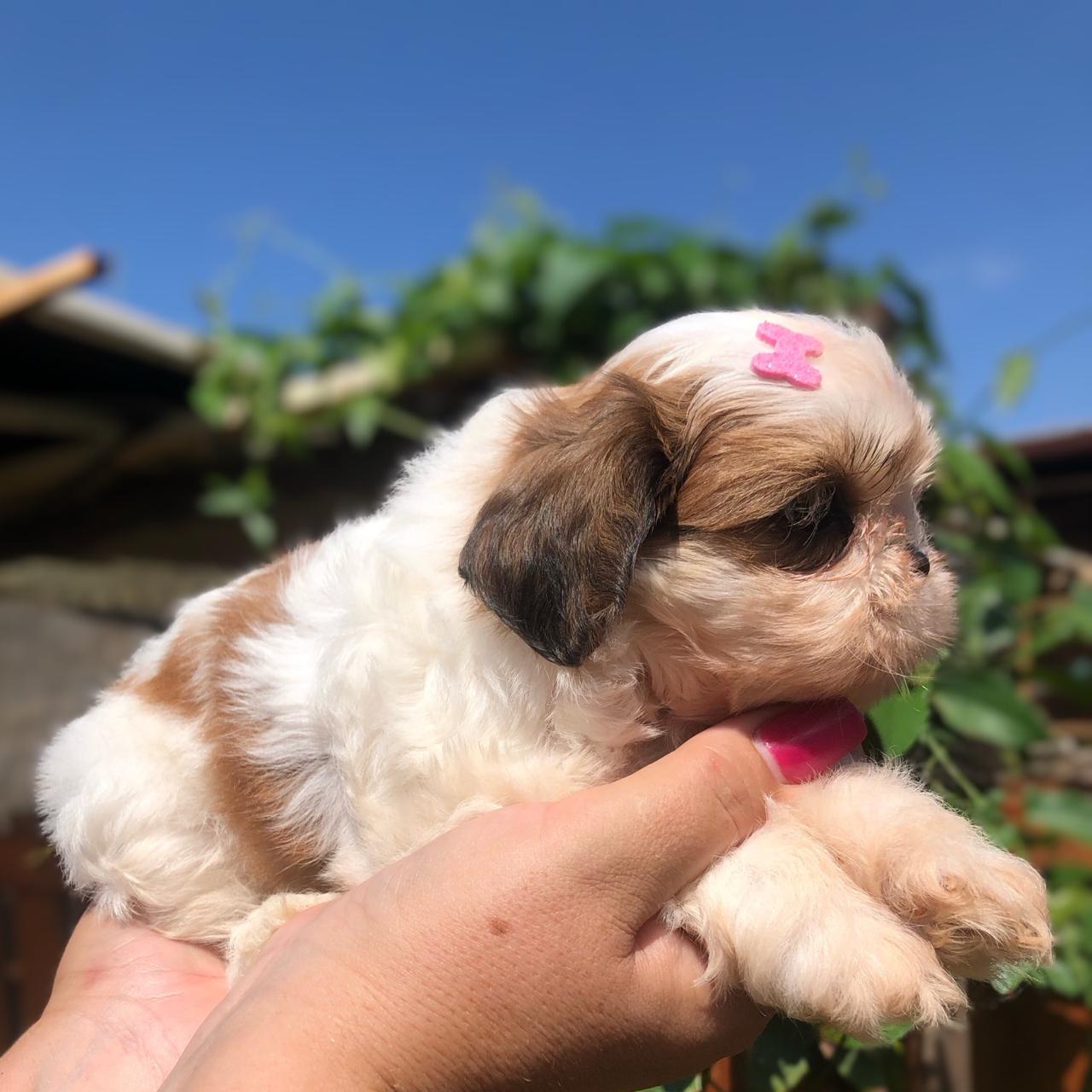 Portal Vendocão Princes Kennel disponibiliza 2 fêmeas de shihtzu Campo Grande