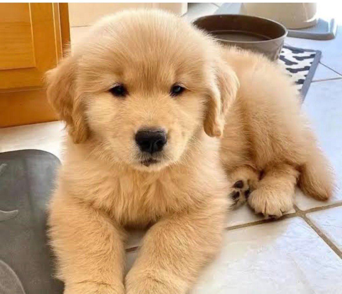 Golden retriever 