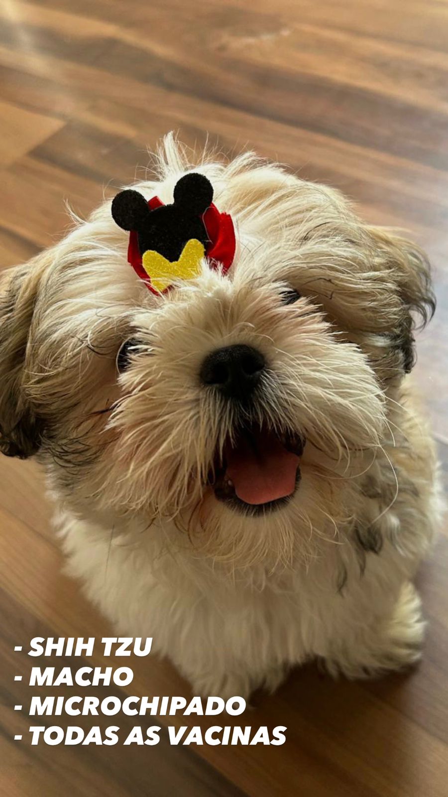 Portal Vendocão SHIH TZU MACHO - MICROCHIPADO E COM TODAS AS VACINAS. Curitiba