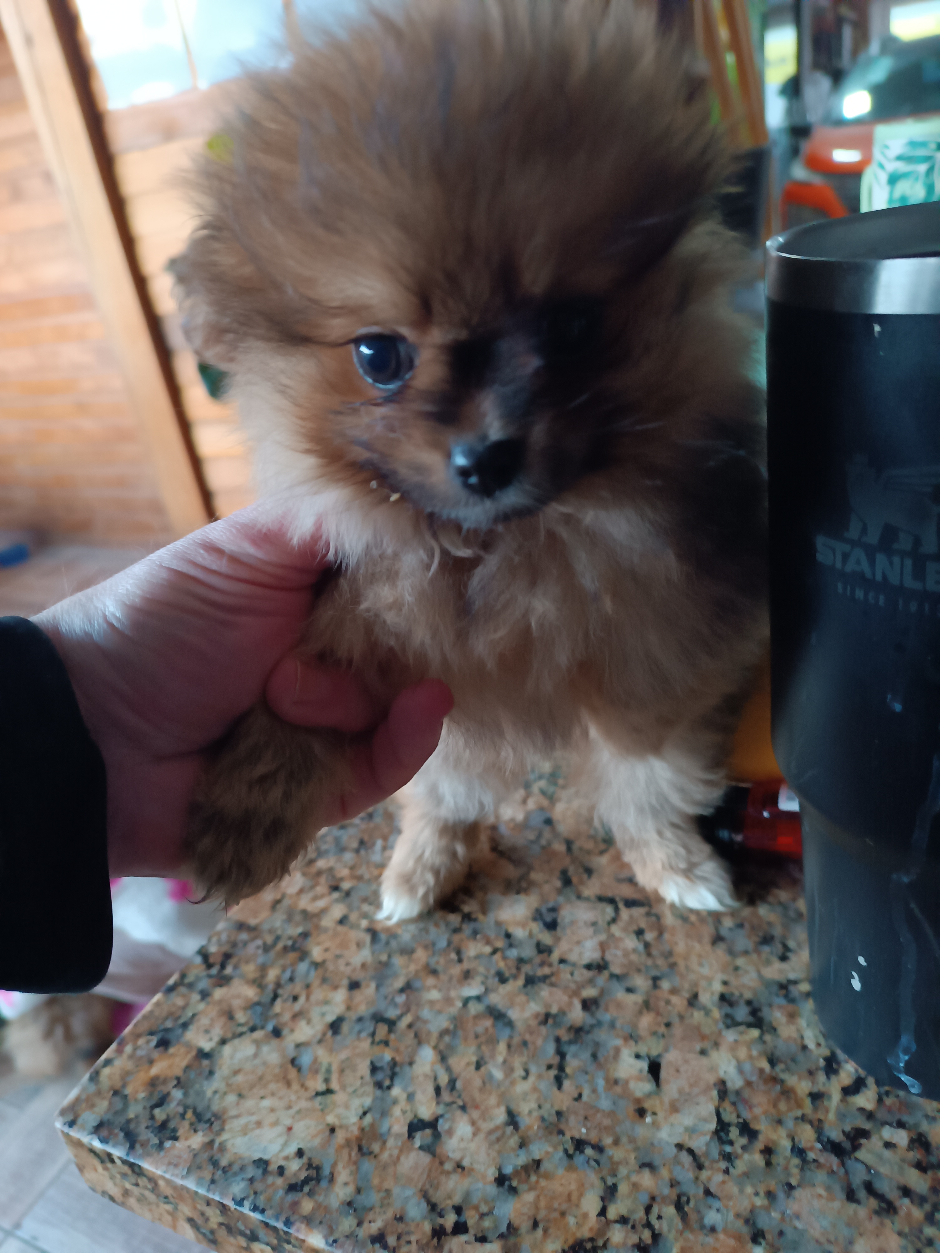 Cachorro  - Foto 3