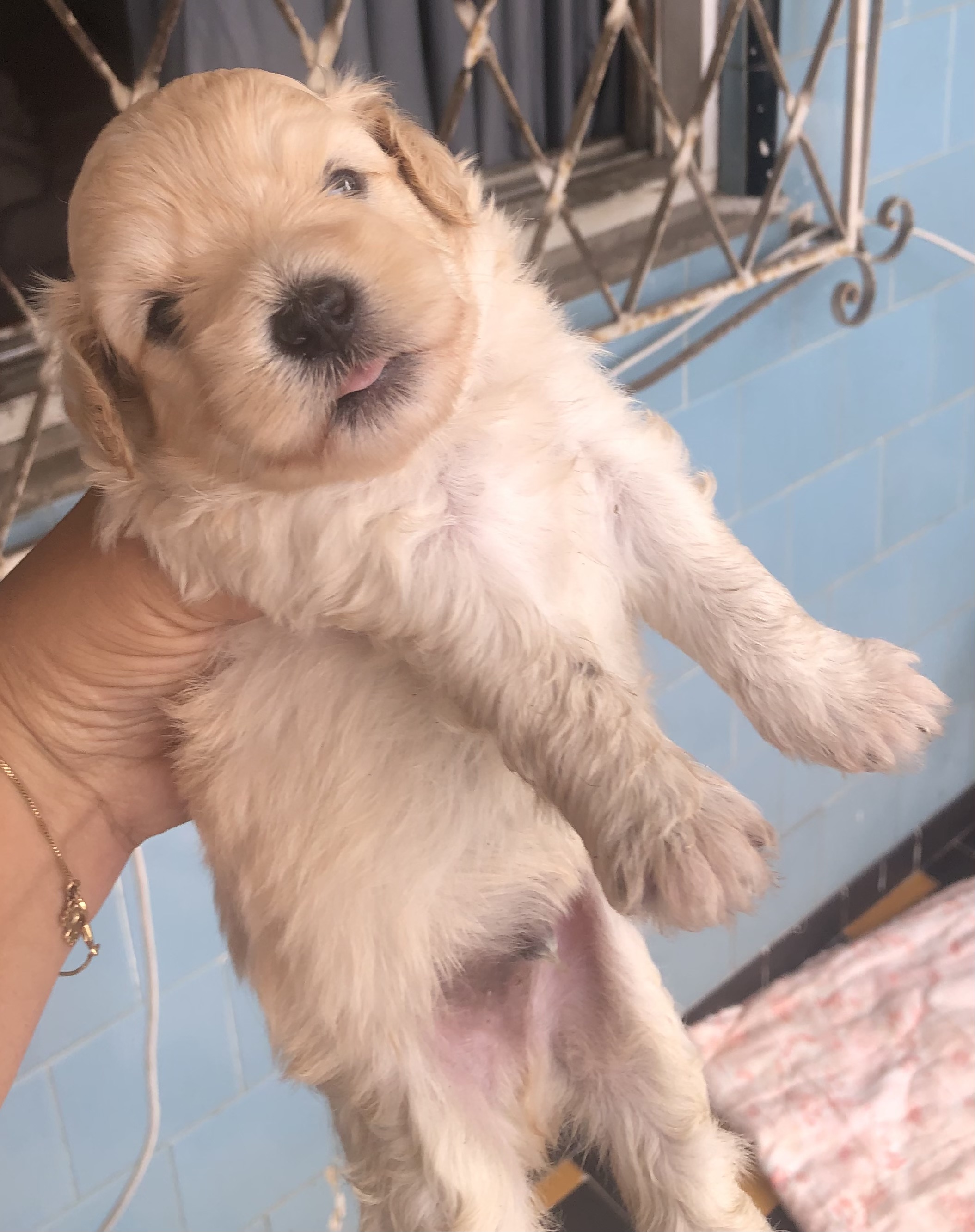 Filhote dê poodle  - Foto 1