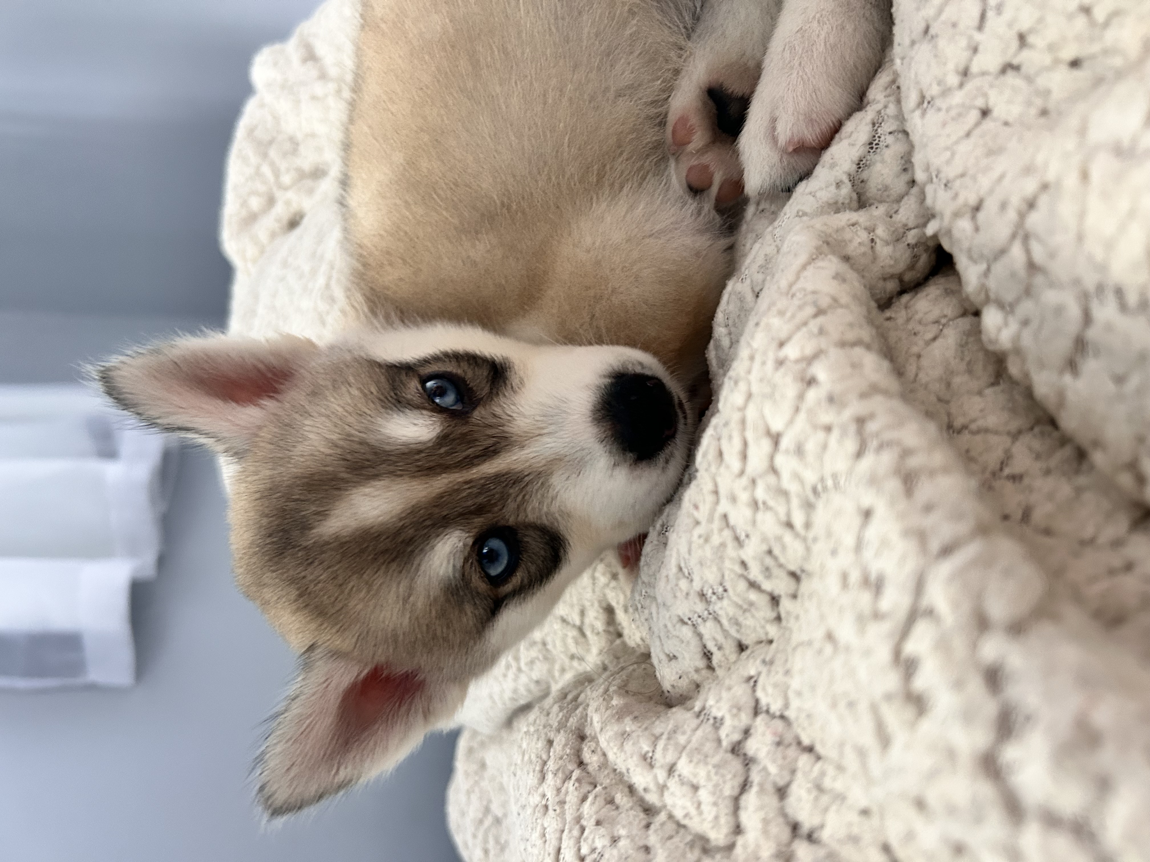 Portal Vendocão filhote de husky siberiano  viana