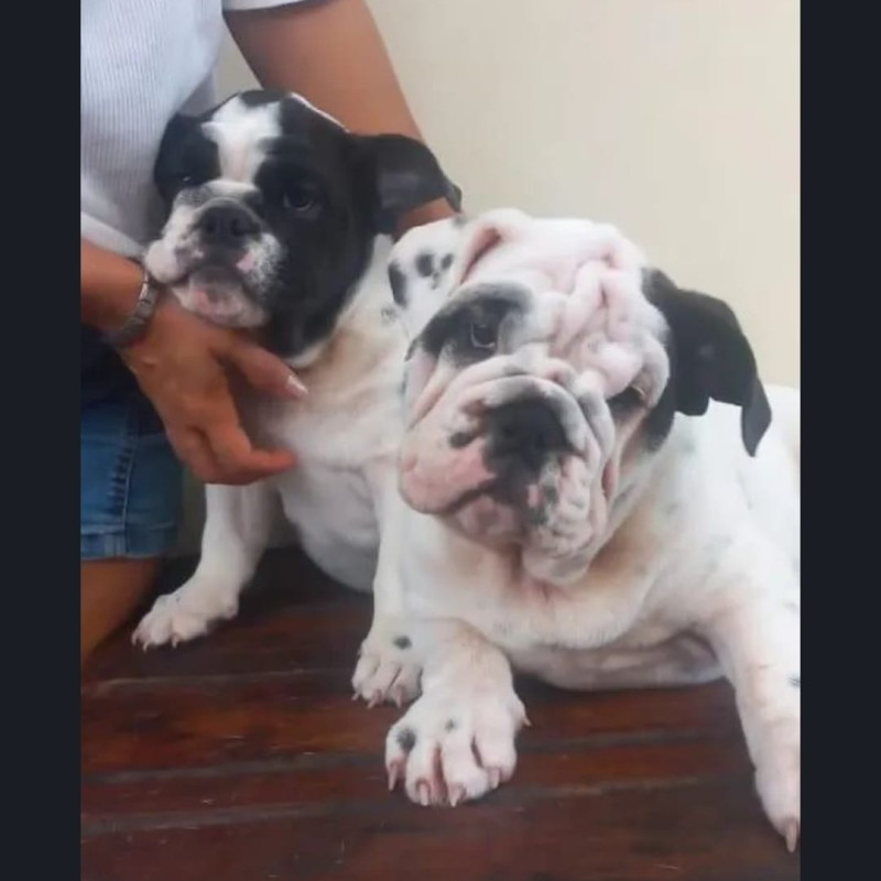 LINDOS FILHOTES DE BULLDOG INGLÊS - Foto 4