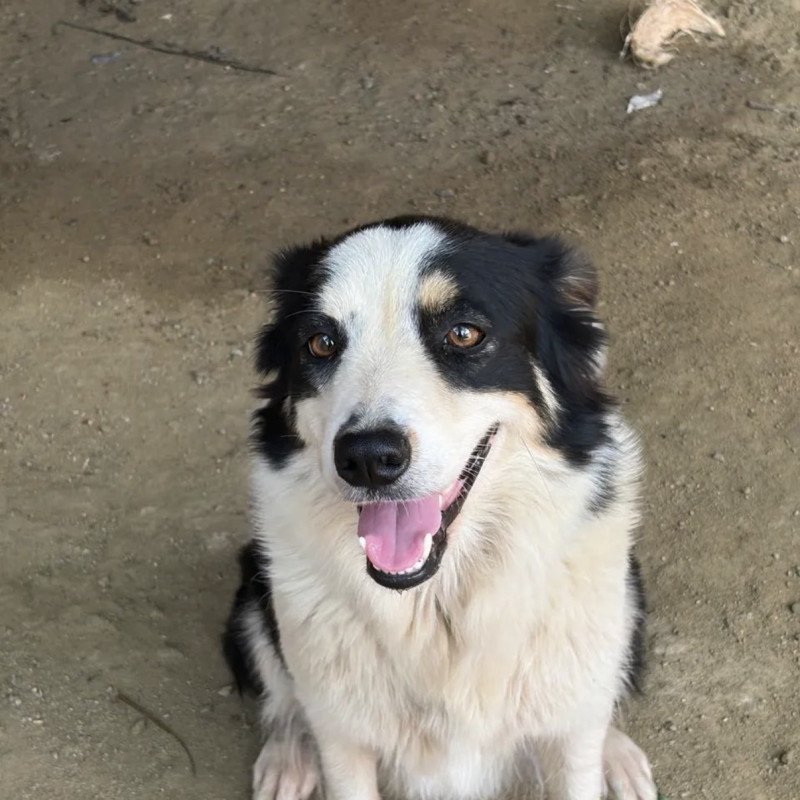 Filhotes de Border Collie - Foto 5
