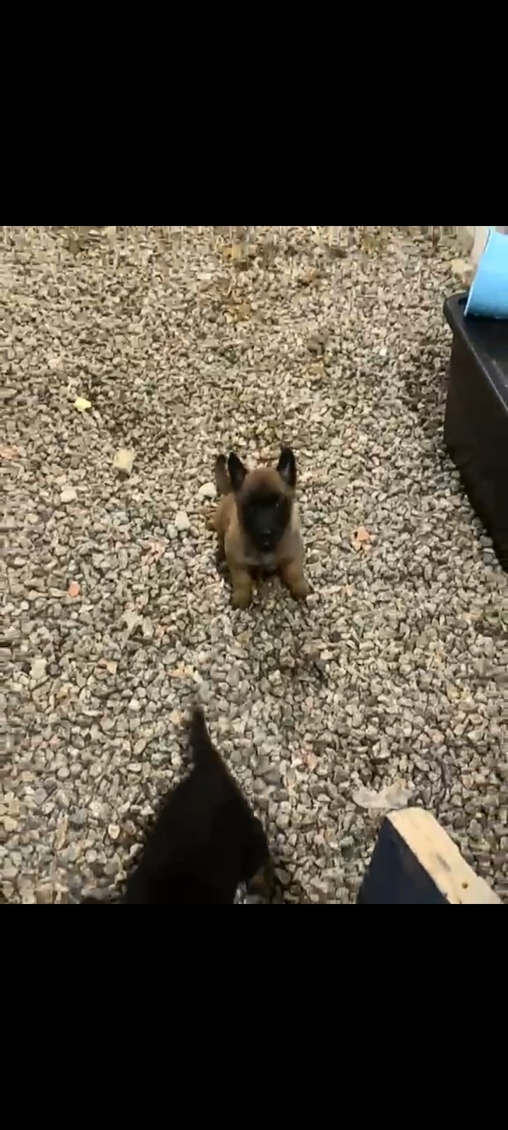 Lindos filhotes de Pastor Belga Malinois - Foto 5