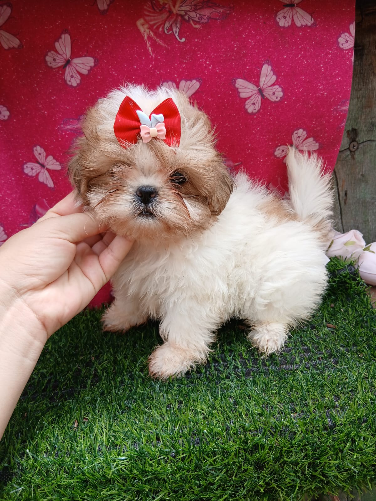 Shitzu fêmea com pedigree filhotes - Foto 2
