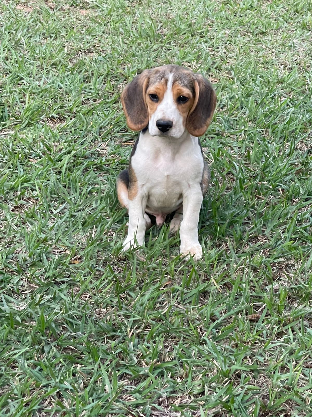 Beagle 