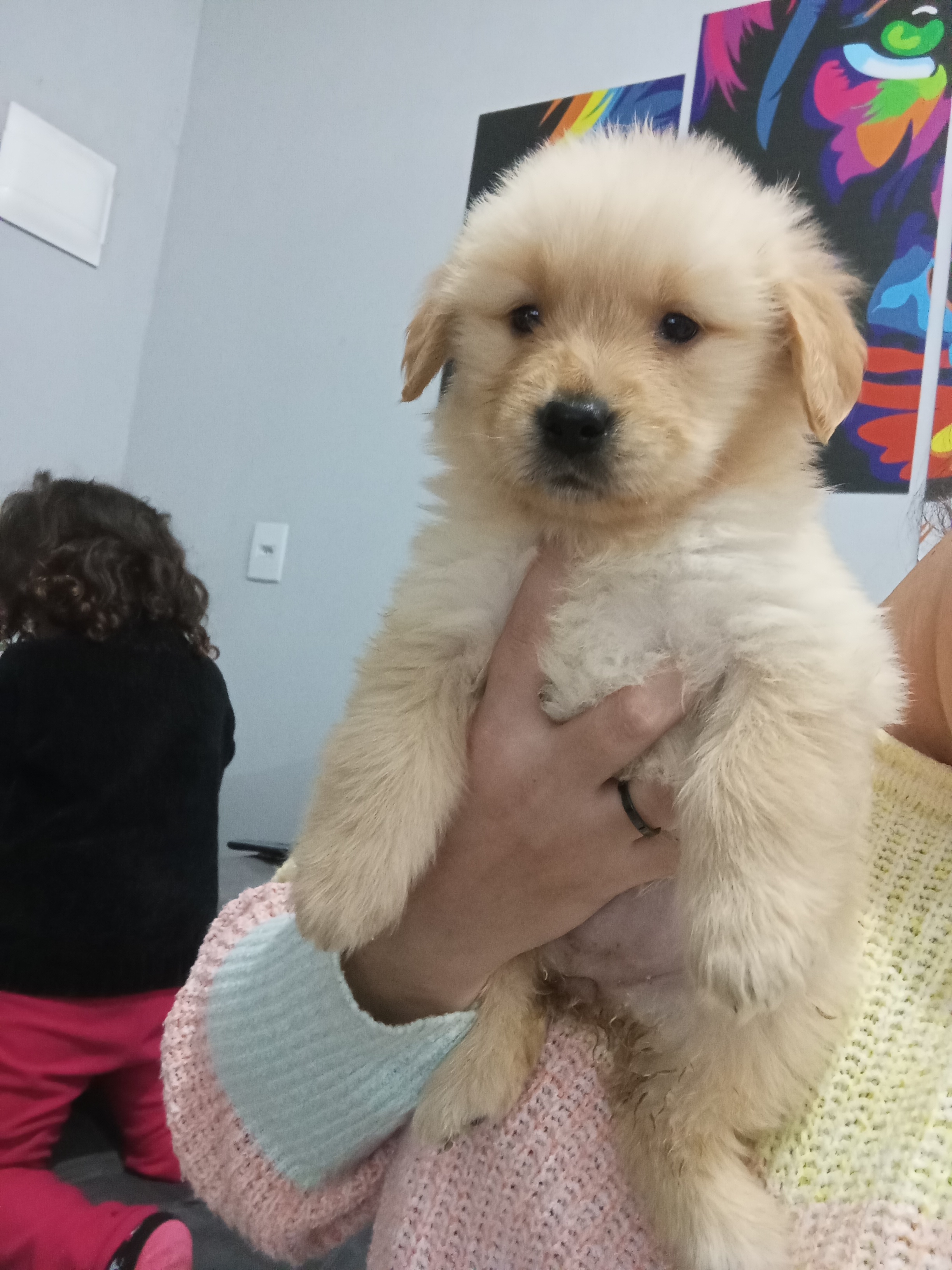Portal Vendocão Golden Retriever  Novo Hamburgo 